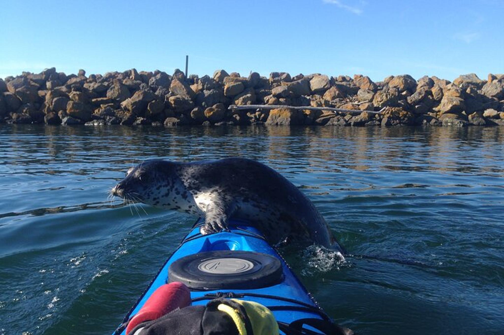 Seattle Sound Kayaking Tour 2 hr - Image 1