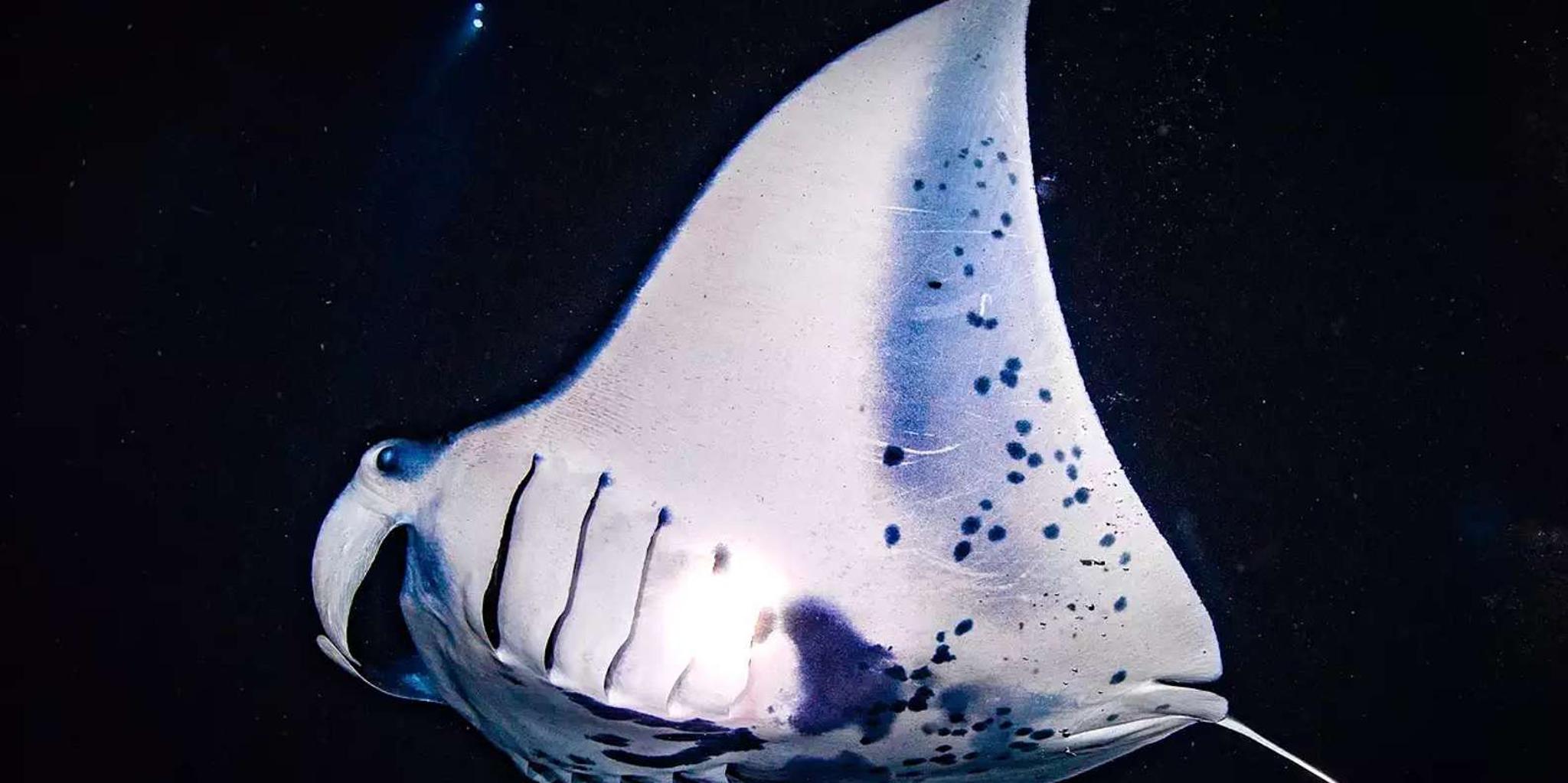 Kailua-Kona Manta Ray Night Snorkeling Adventure - Image 4