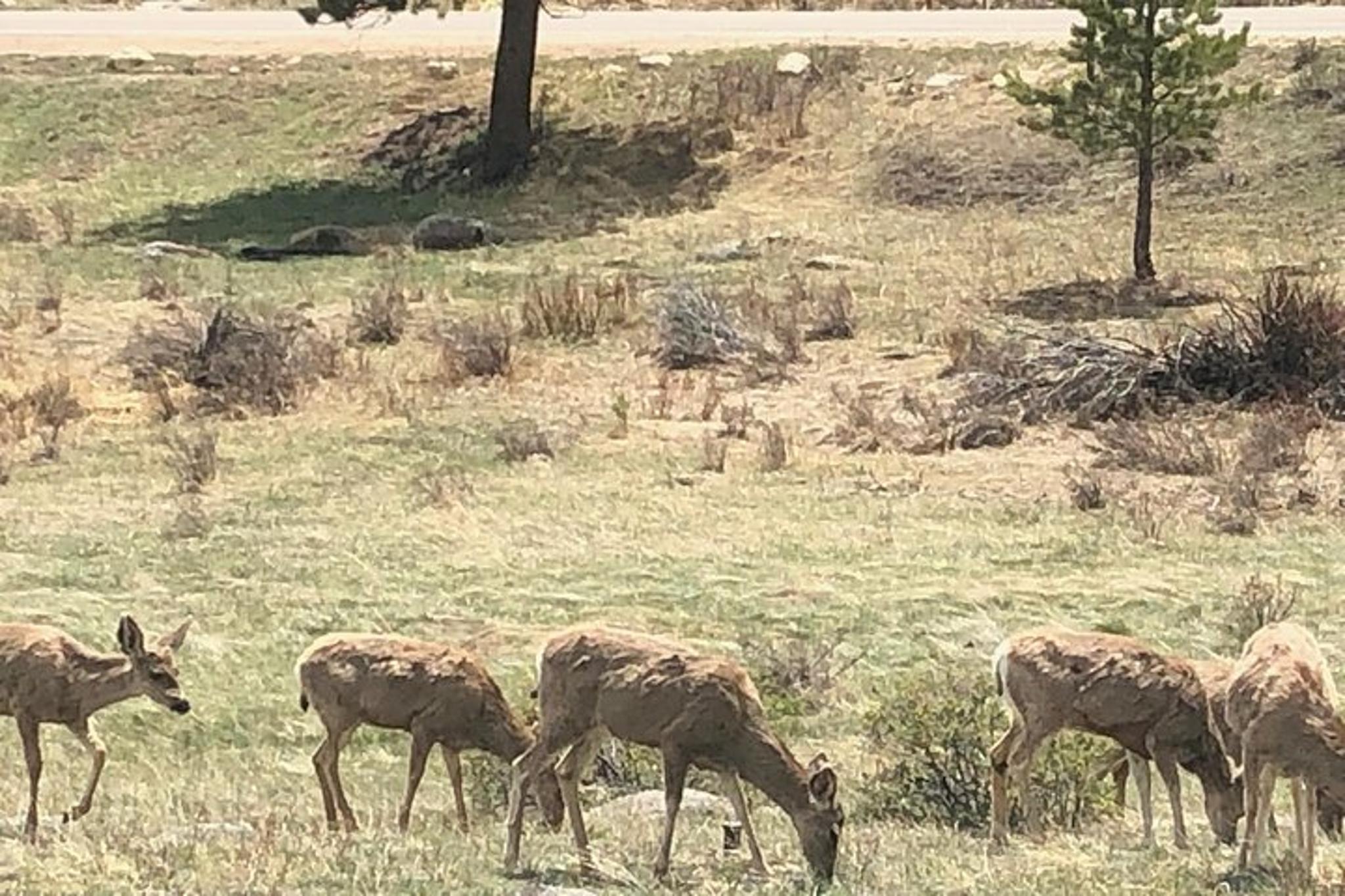 Denver Private Tour to Estes Park and Rocky Mountain National Park - Image 6