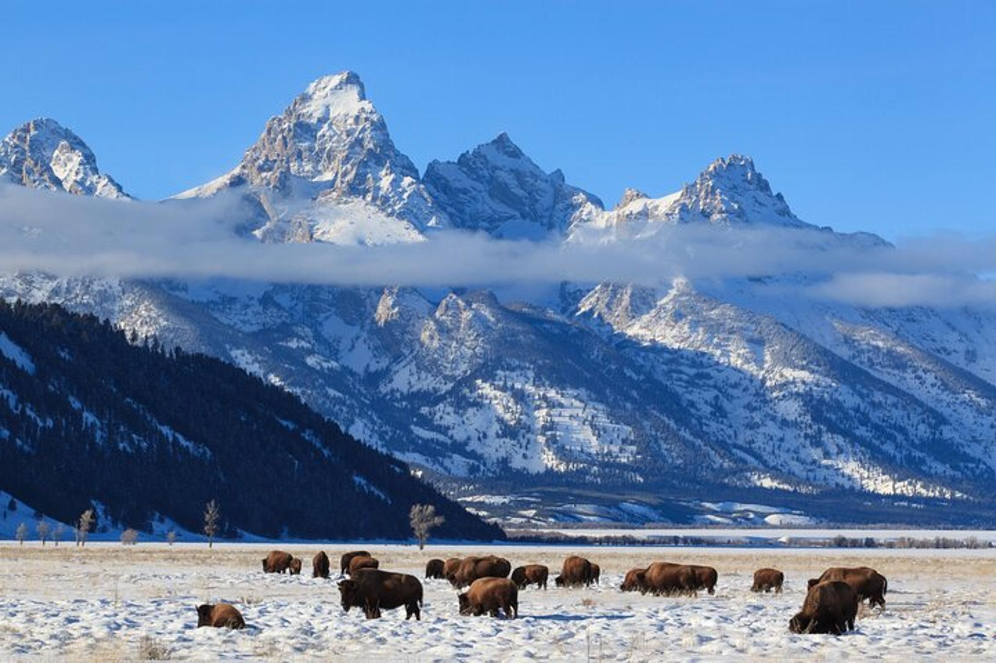 Jackson Hole Winter Wildlife Tour - Image 5