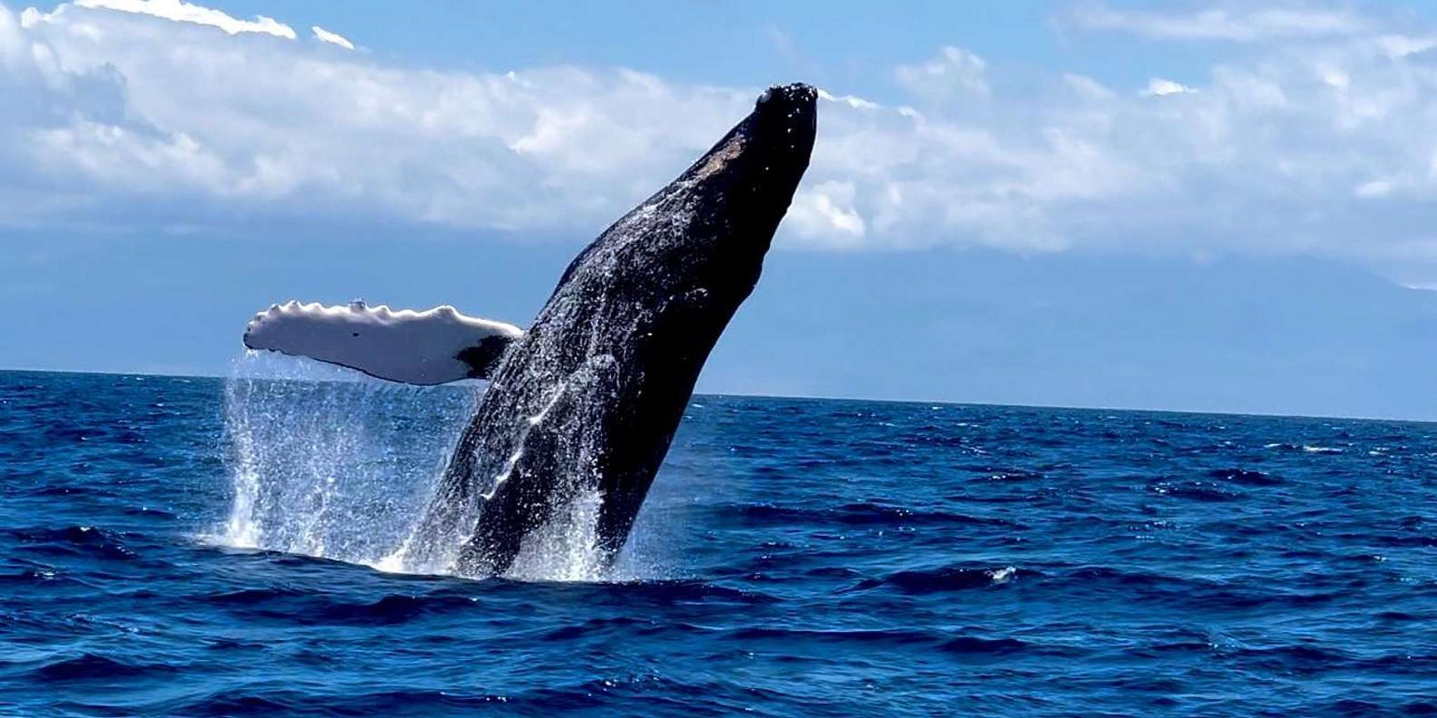 Lahaina Whale Watching Tour at Sunrise - Image 4