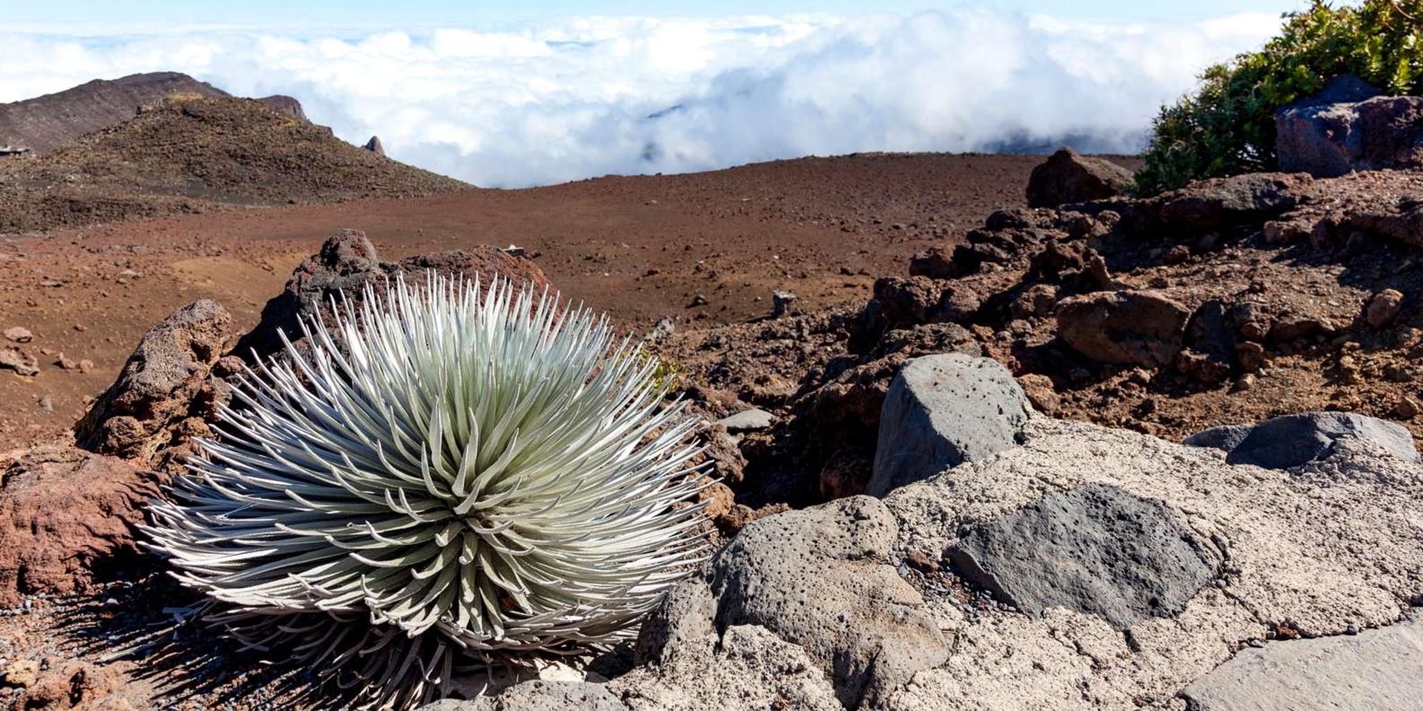 Maui Haleakala Sunrise Tour with Breakfast - Image 6