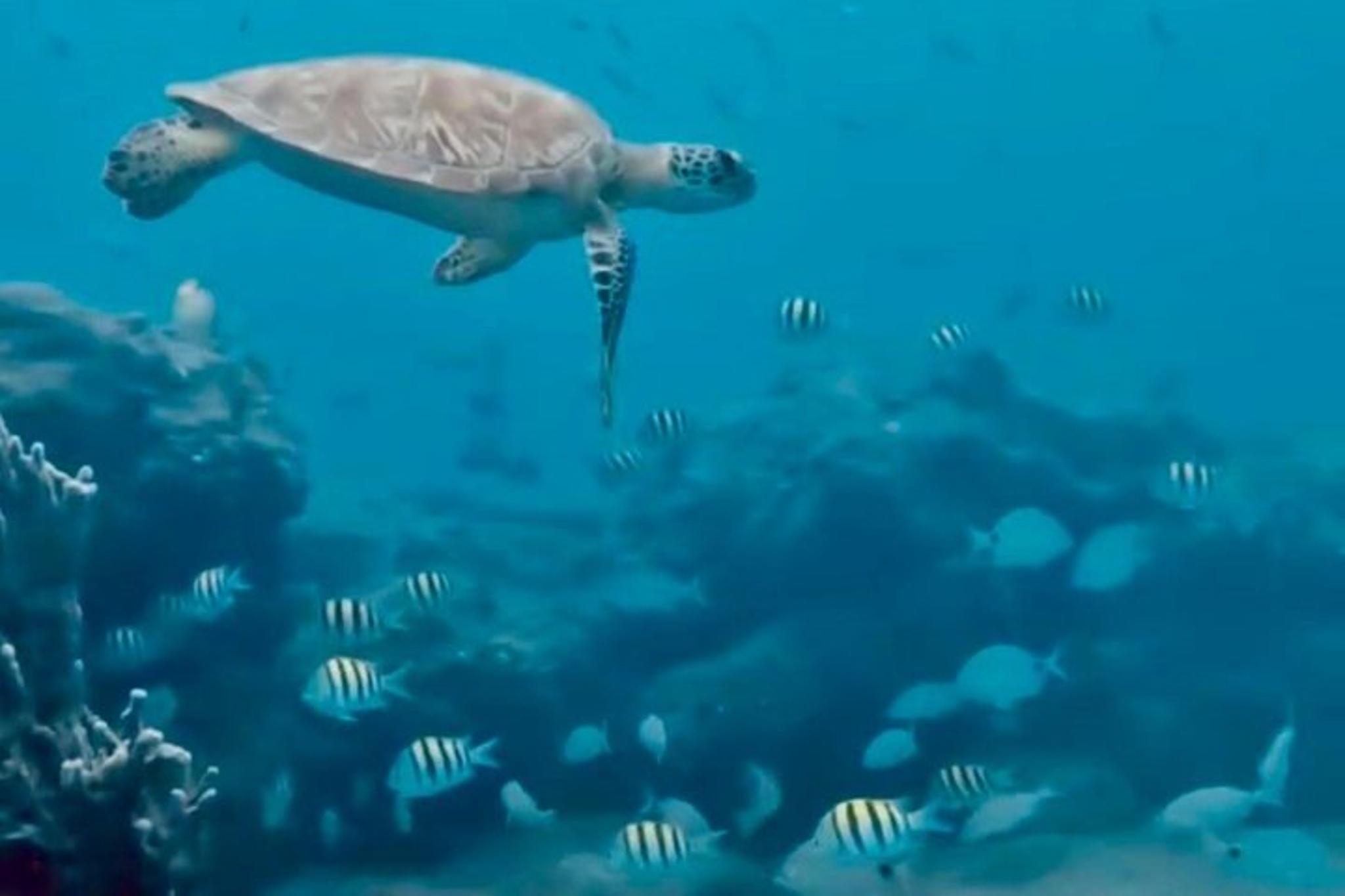West Palm Beach Jet Snorkeling Experience - Image 2