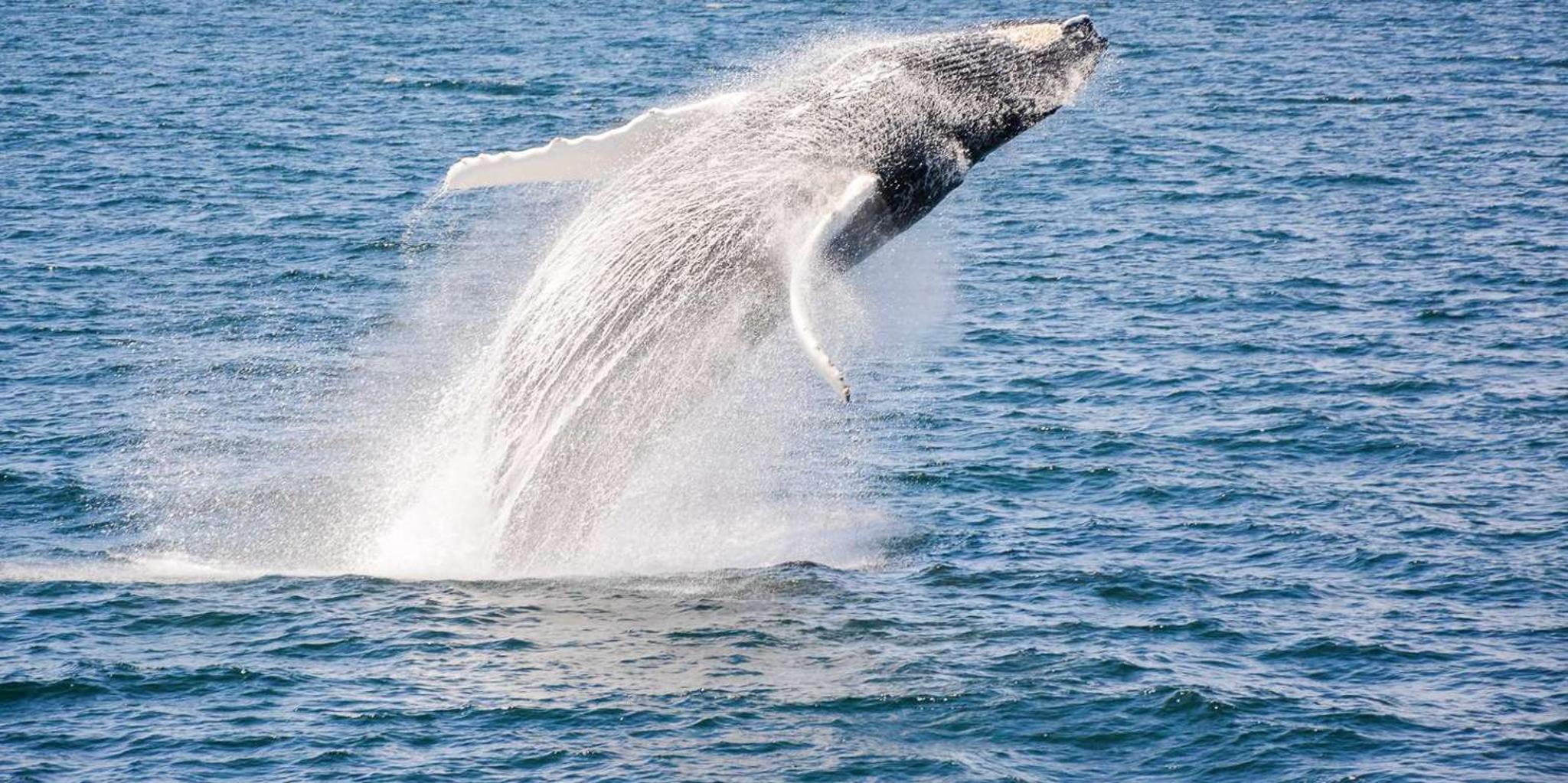 Boston Whale Watching Cruise by High-Speed Boat - Image 5