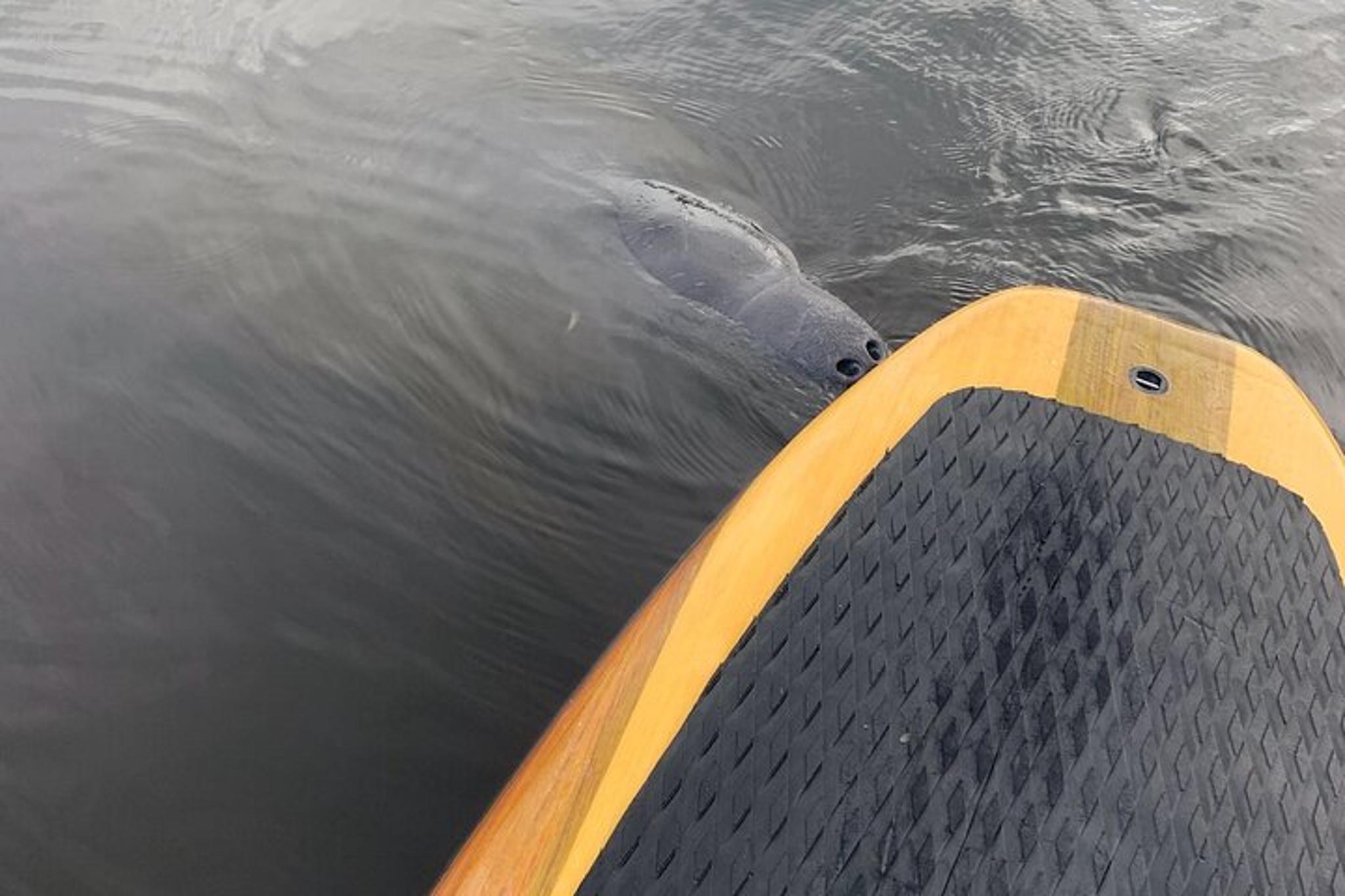 Naples Dolphin and Manatee Adventure Tour