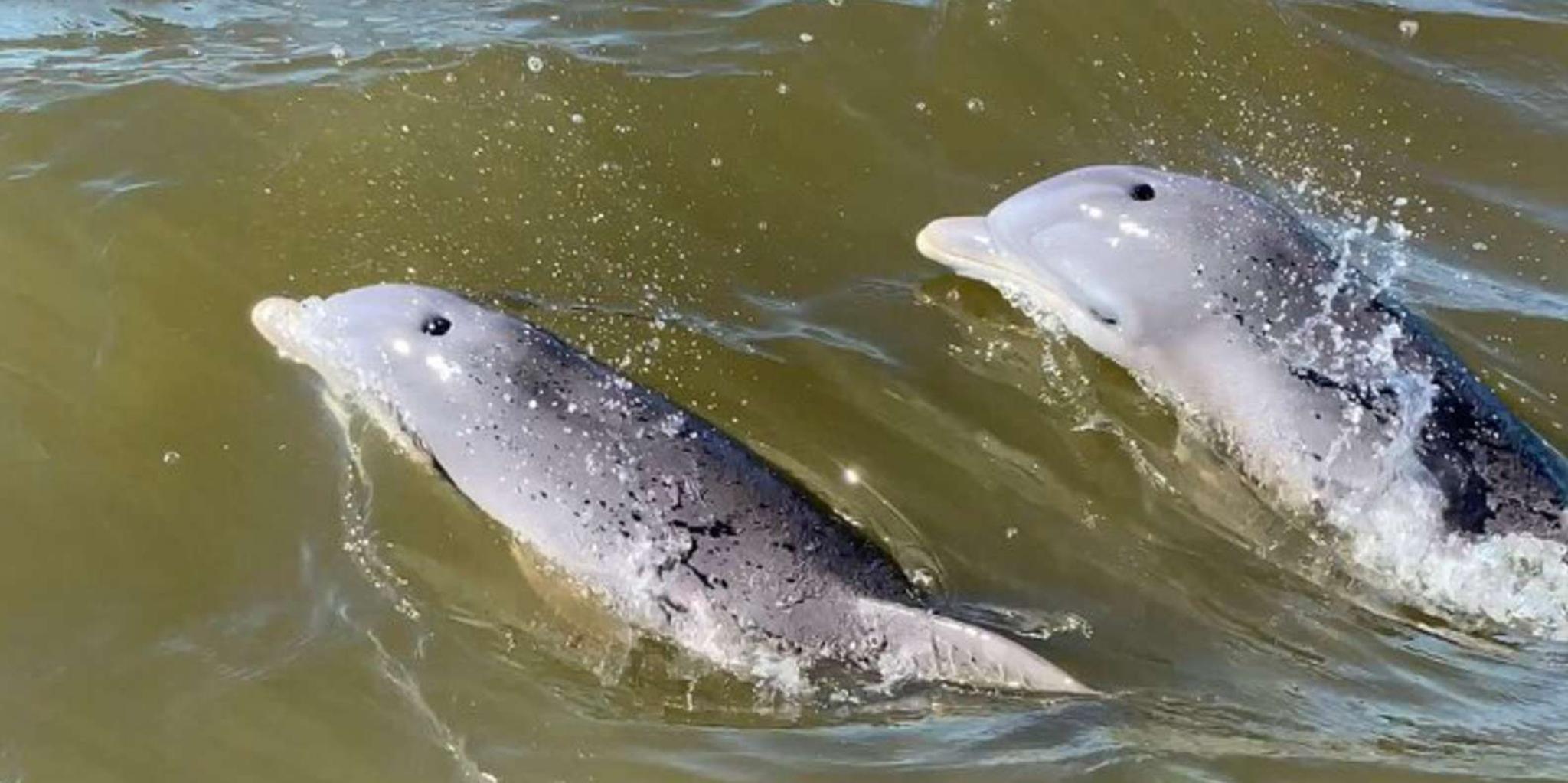 Hilton Head Island Dolphin and Nature Tour - Image 2