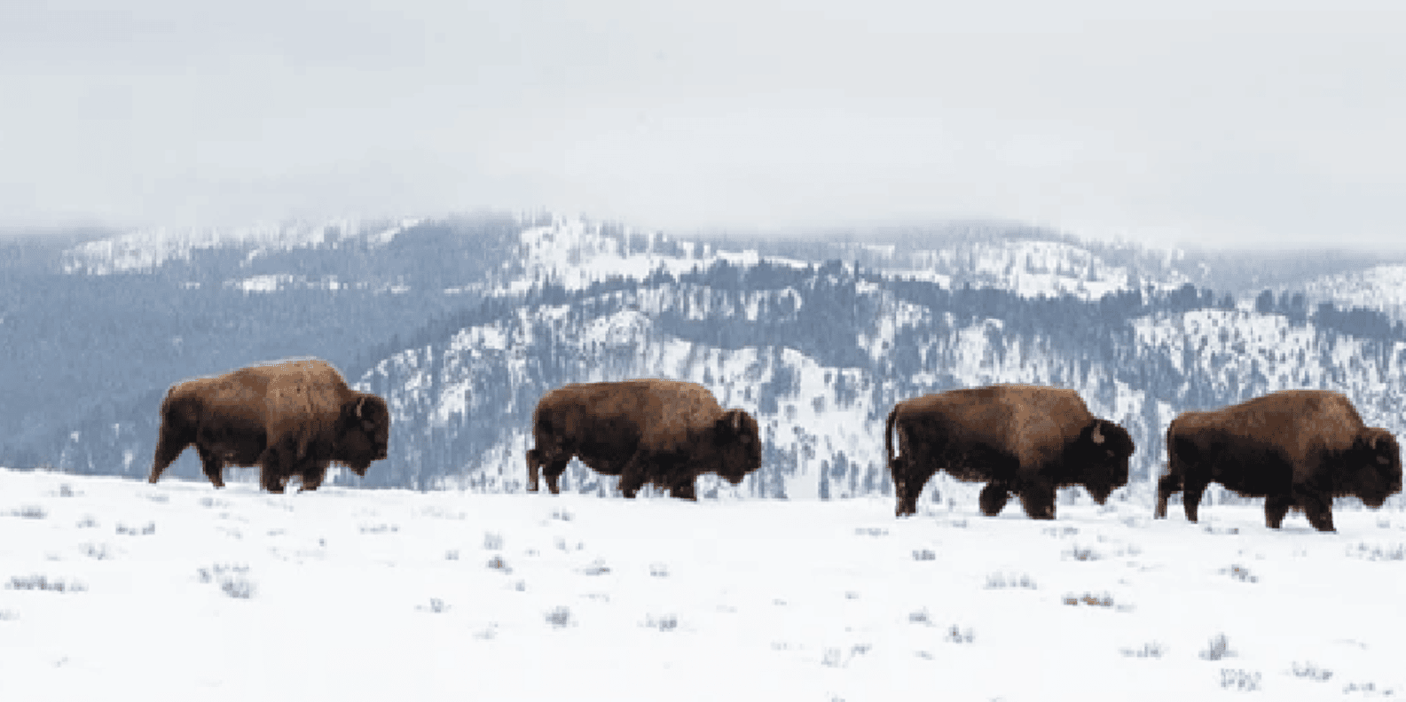 Jackson Grand Teton and National Elk Refuge Winter Day Trip - Image 6