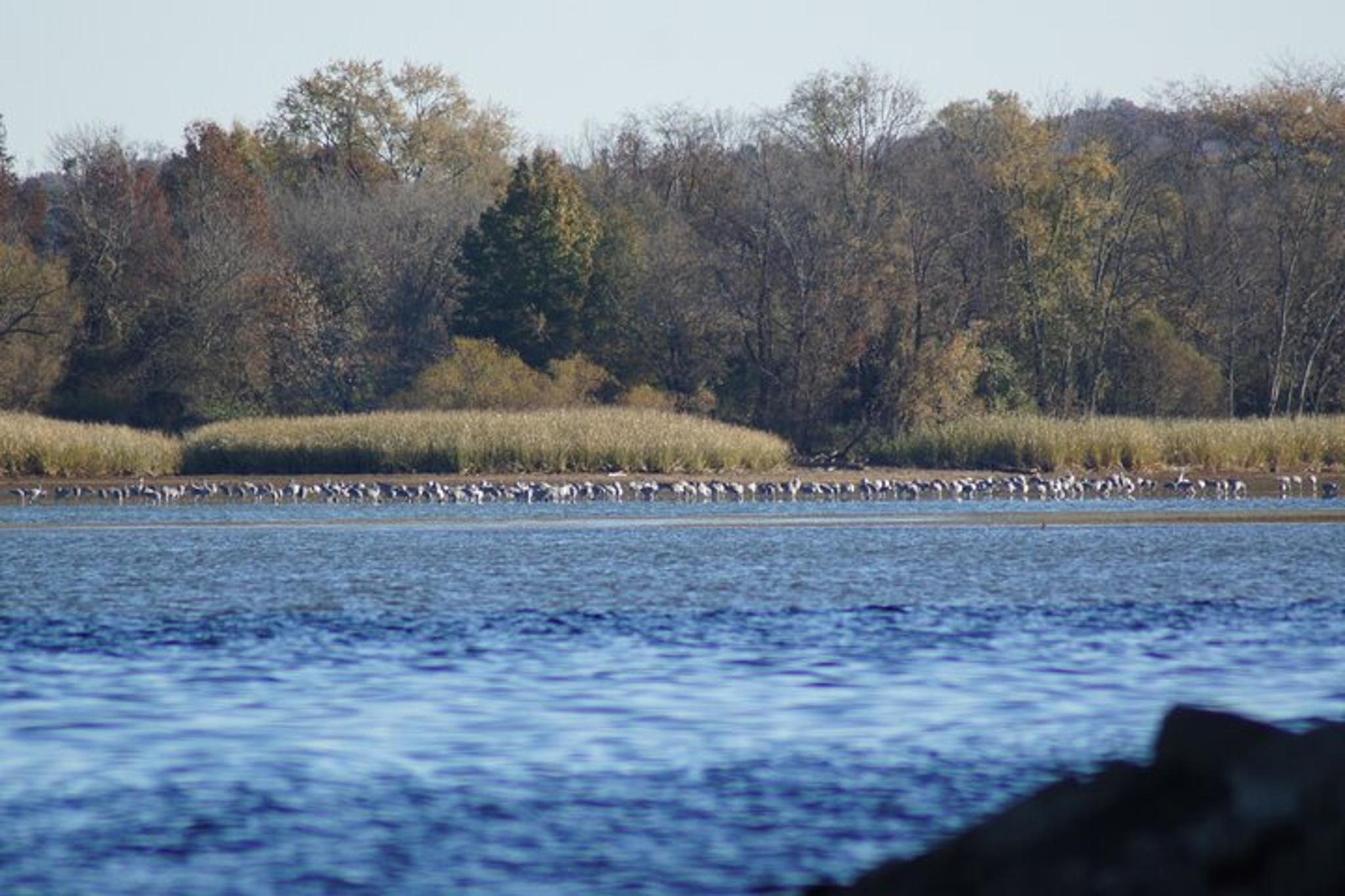 Chattanooga Sandhill Crane Kayak Tour - Image 5