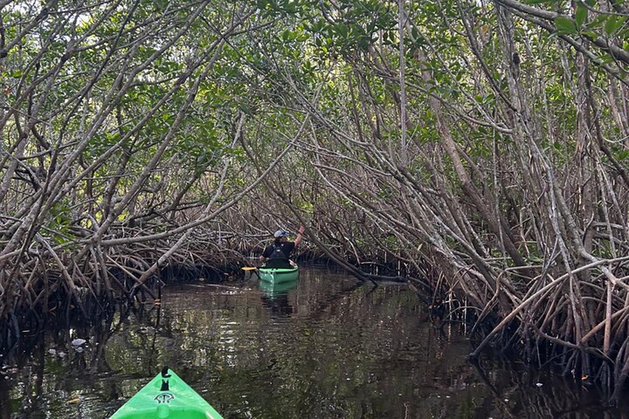 Marco Island Kayak Tour with Manatees and Mangroves - Image 5