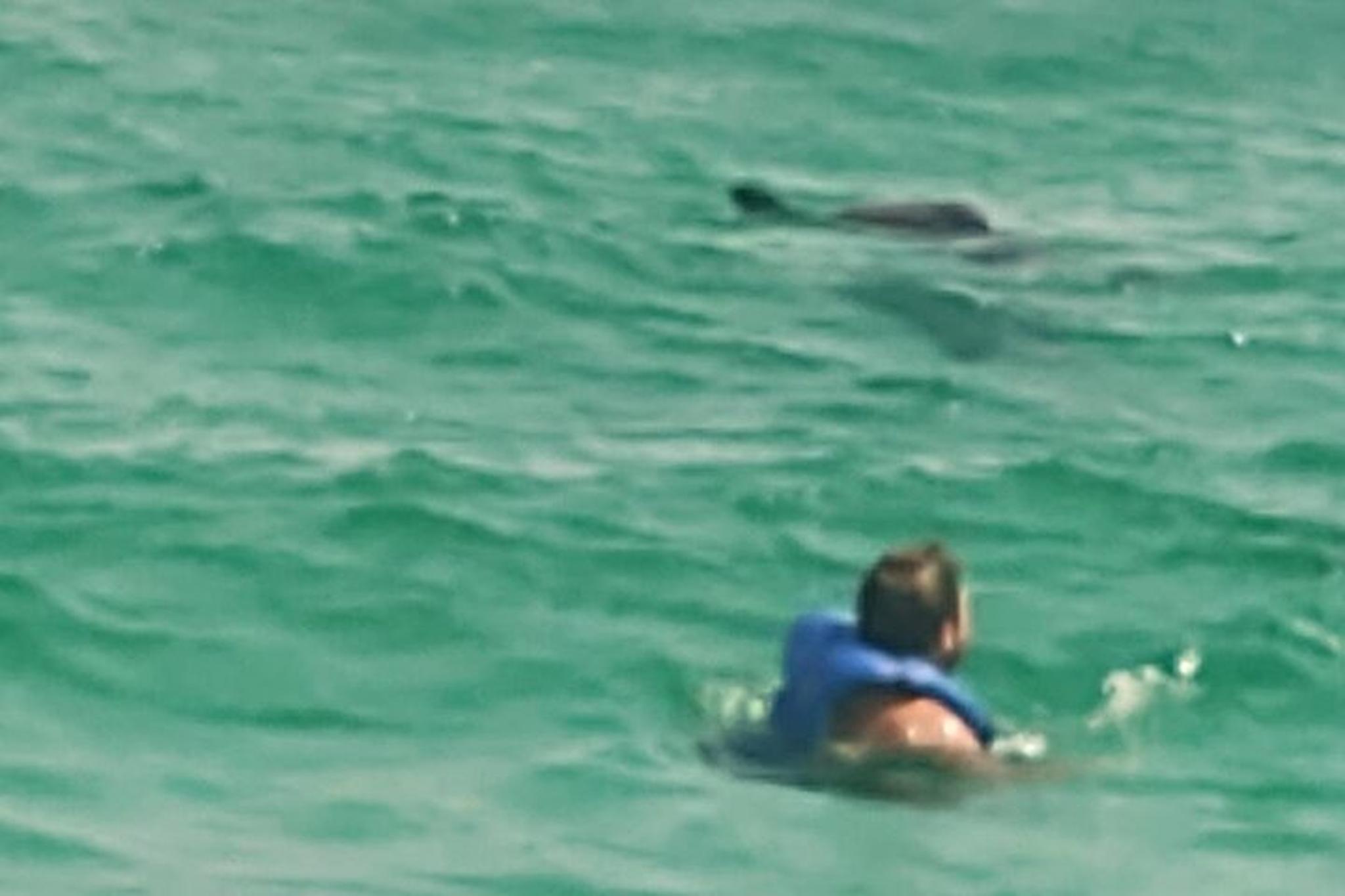 Panama City Dolphin Swim - Image 5