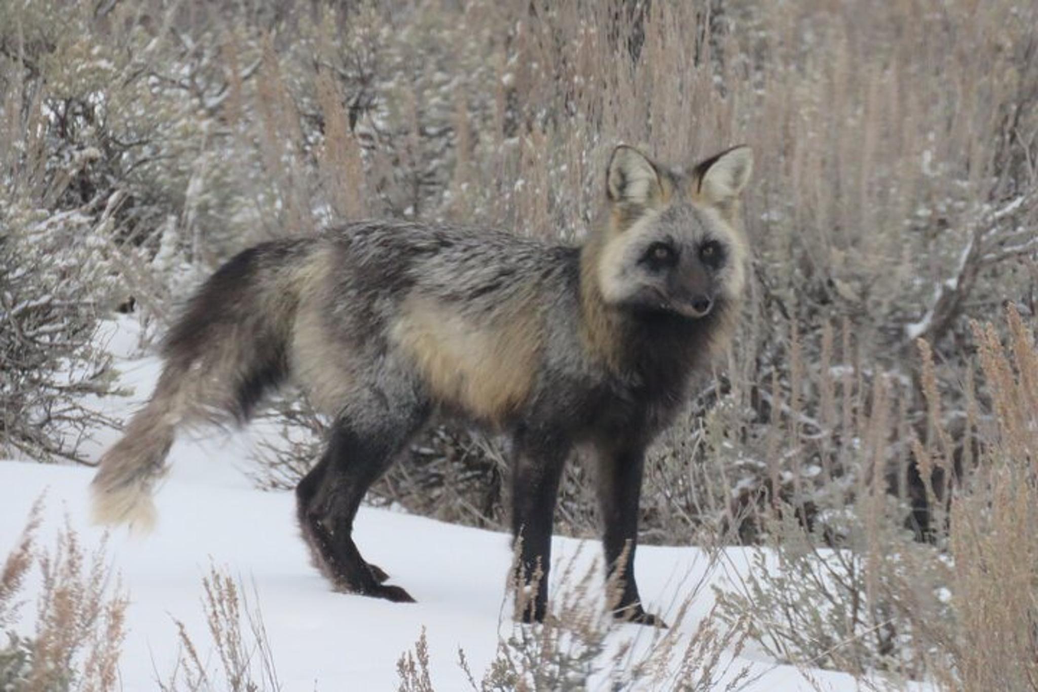 Jackson Hole Wildlife Tour in Grand Teton - 4 hr - Image 6