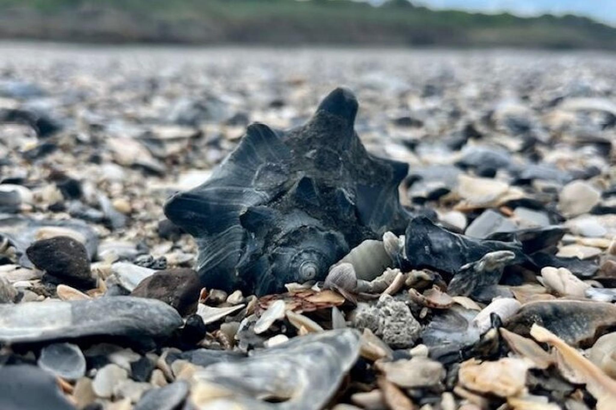 Charleston Dolphin Cruise and Shelling Trip - Image 5