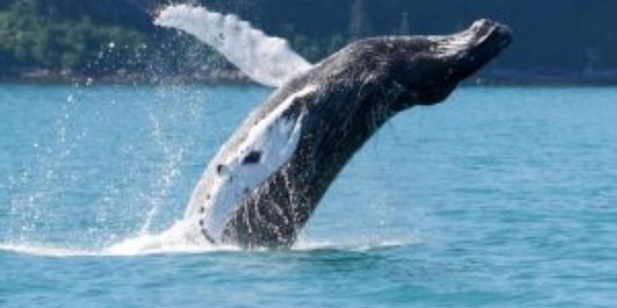 Anchorage Grand Alaska Highlights Tour 6 Days - Image 4