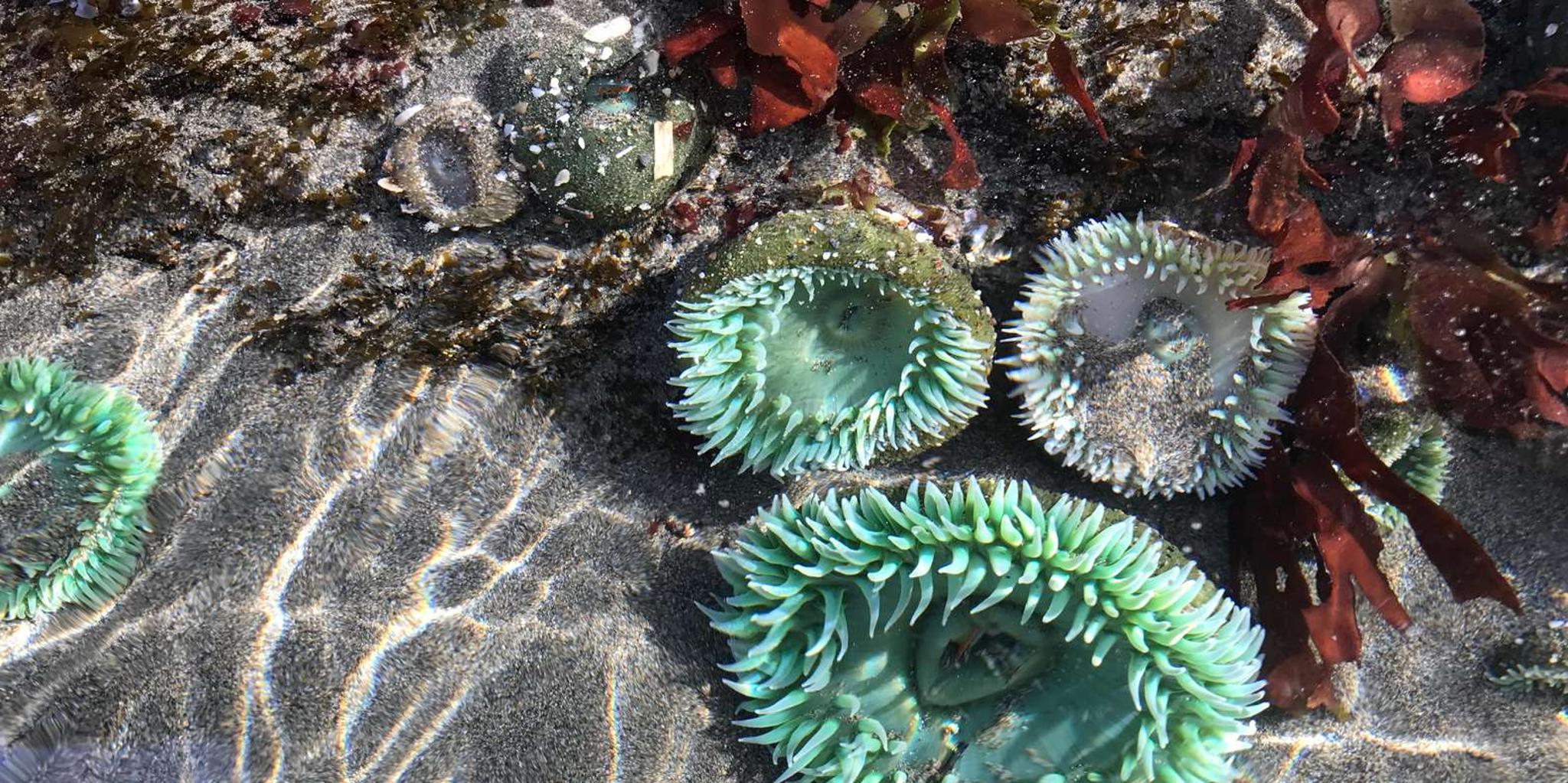 Sitka Wildlife Photo Safari & Beachcombing Cruise - Image 6