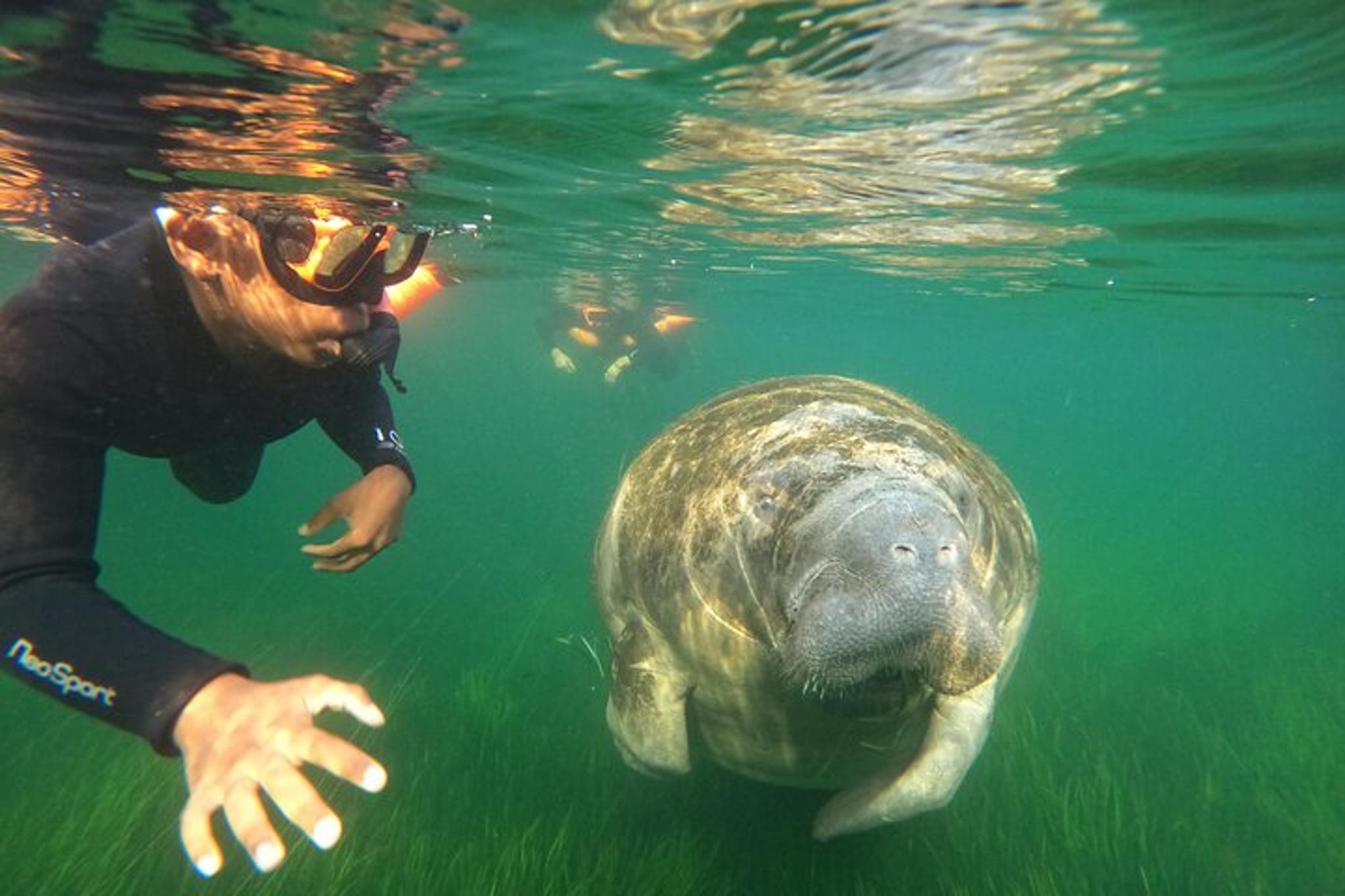 Crystal River Manatee Swim with Free Photos 3 hr