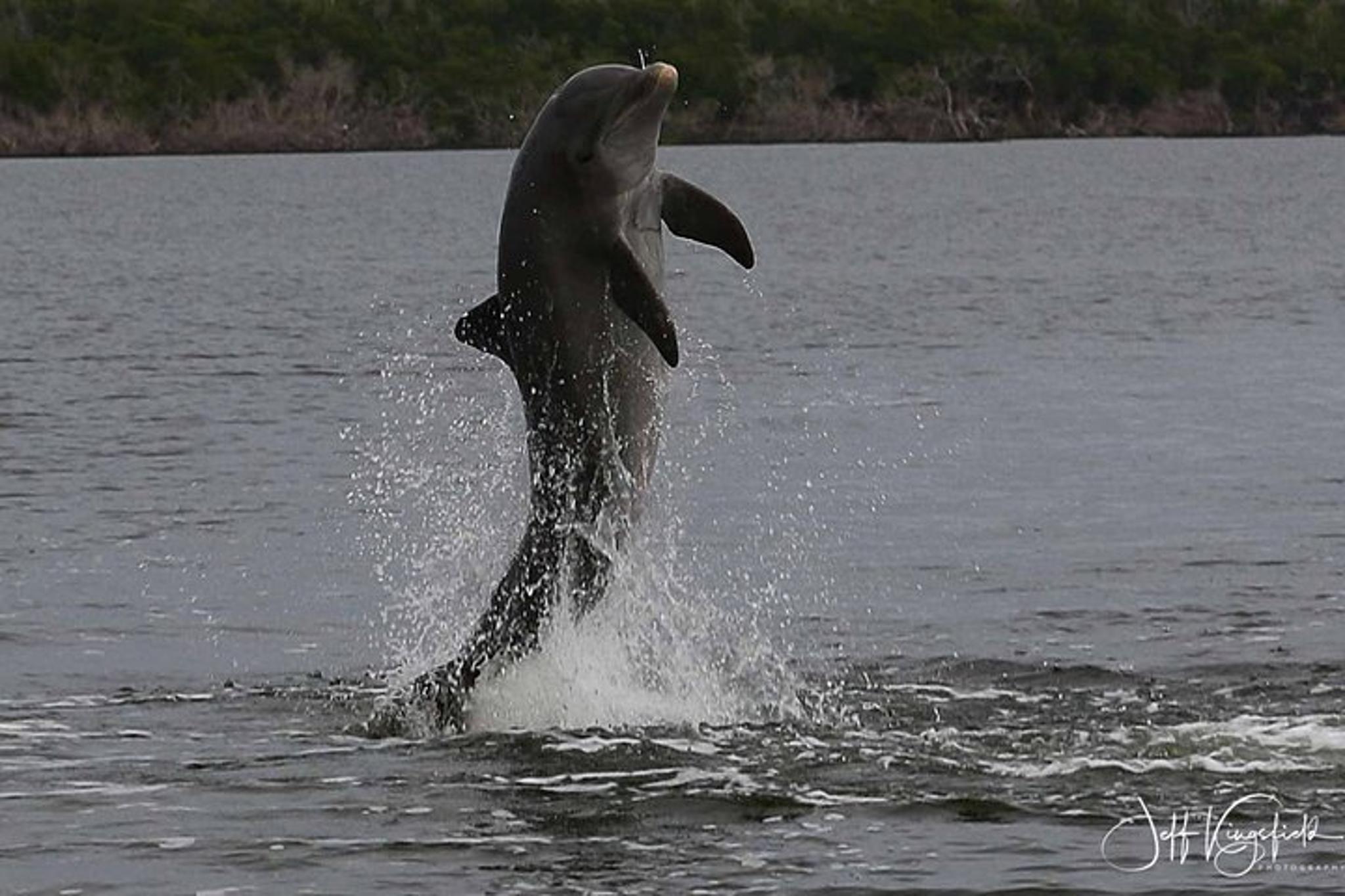 Everglades Birding, Dolphin, and Wildlife Boat Tour - Image 4