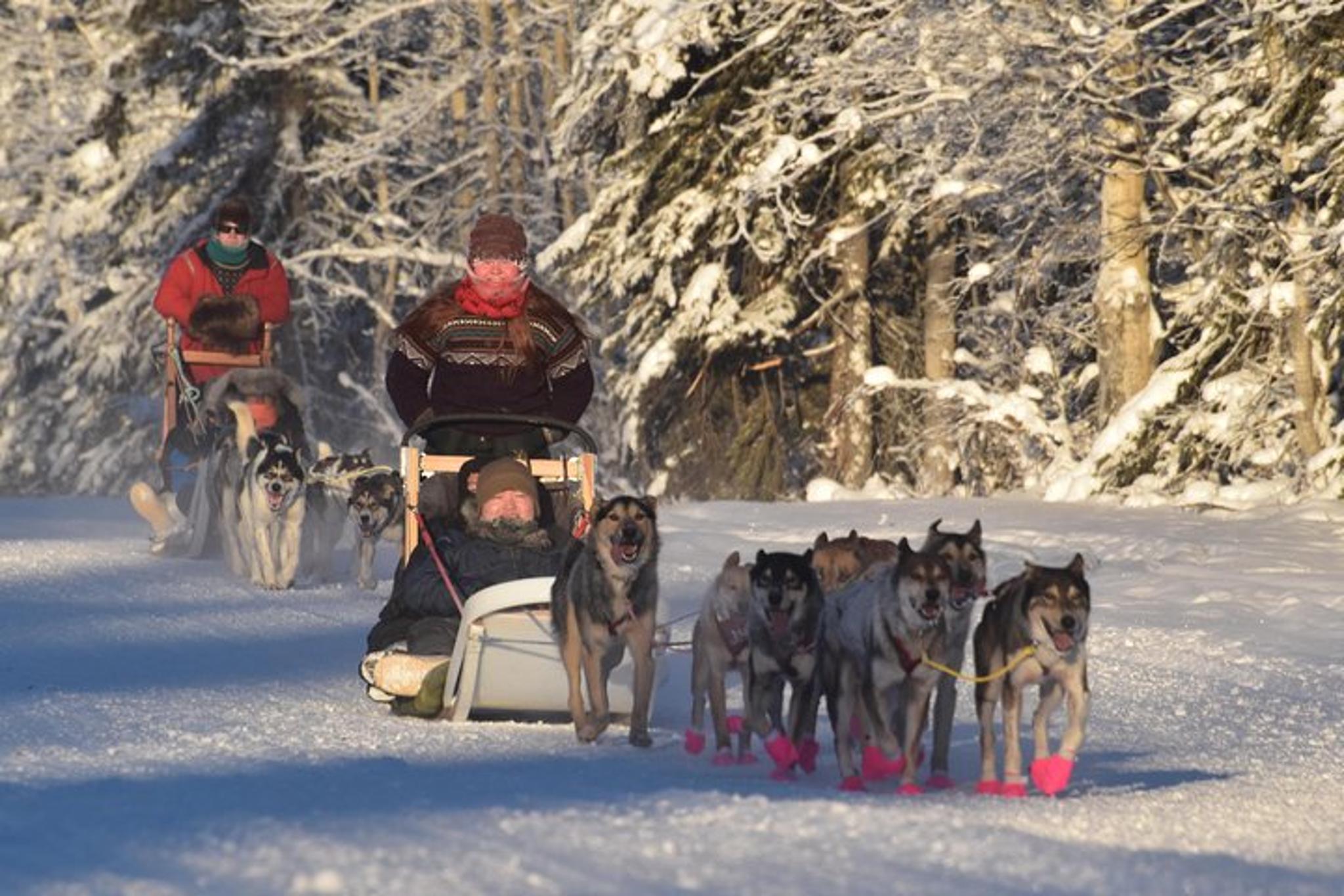 North Pole Dog Sledding Experience - Image 6