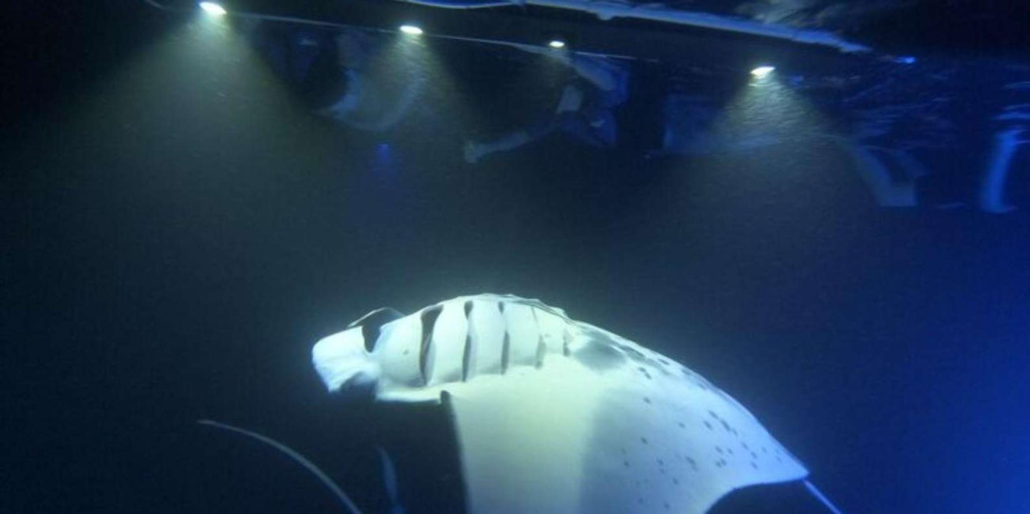 Kona Manta Ray Snorkeling Tour at Sunset - Image 2