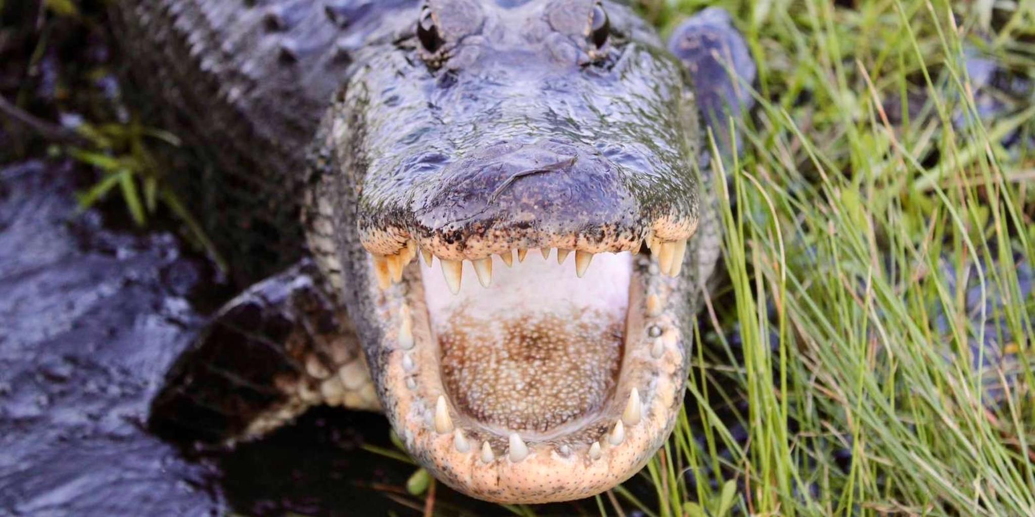 New Orleans Airboat Swamp Tour - Image 3