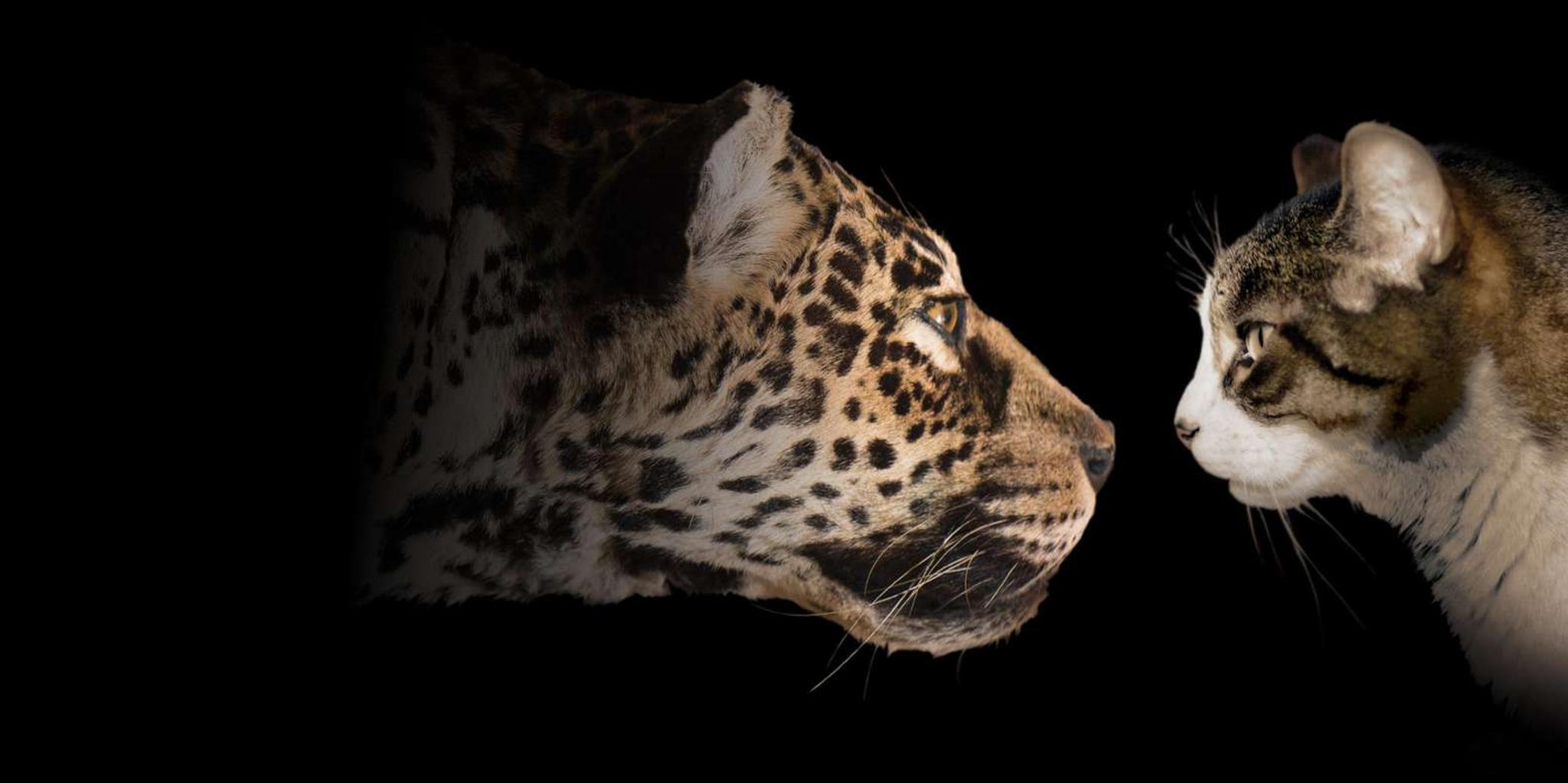 Los Angeles Natural History Museum Cat Exhibition - Image 2