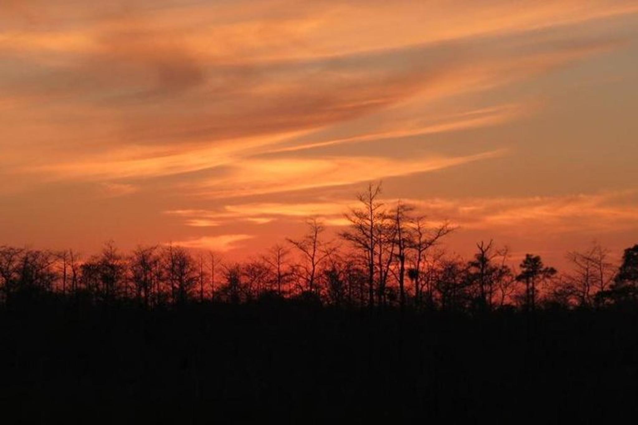 Florida Swamp Buggy Adventure Tour - Image 5