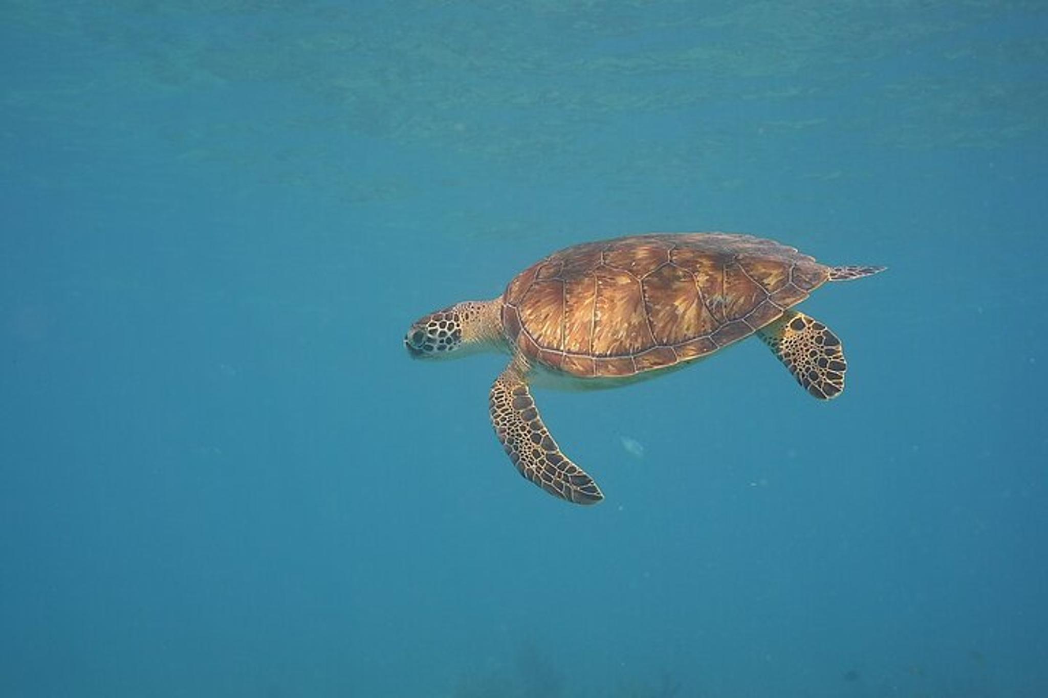 Panama City Scuba Diving for Beginners
