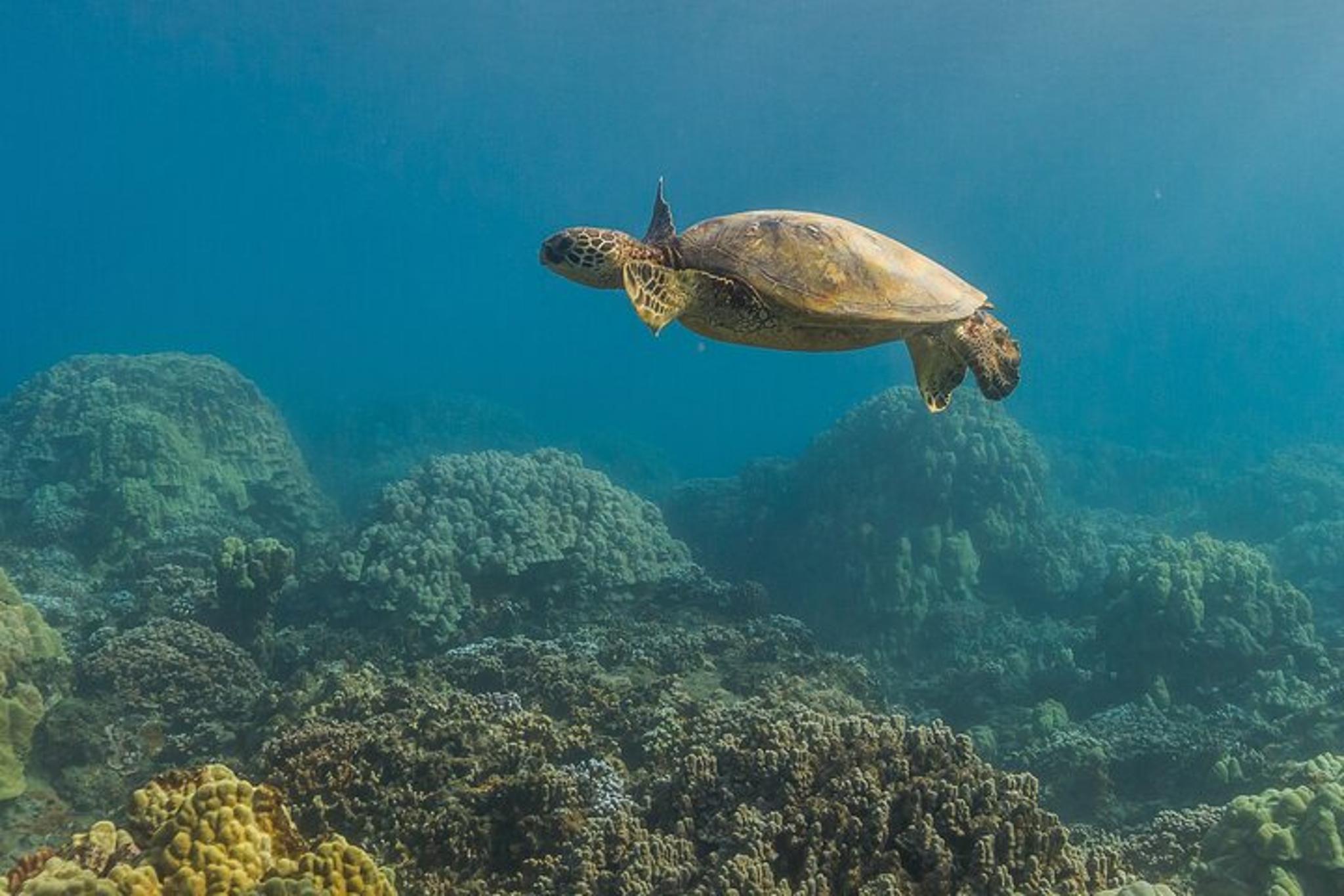 Maui Turtle Reef Snorkel - Image 2