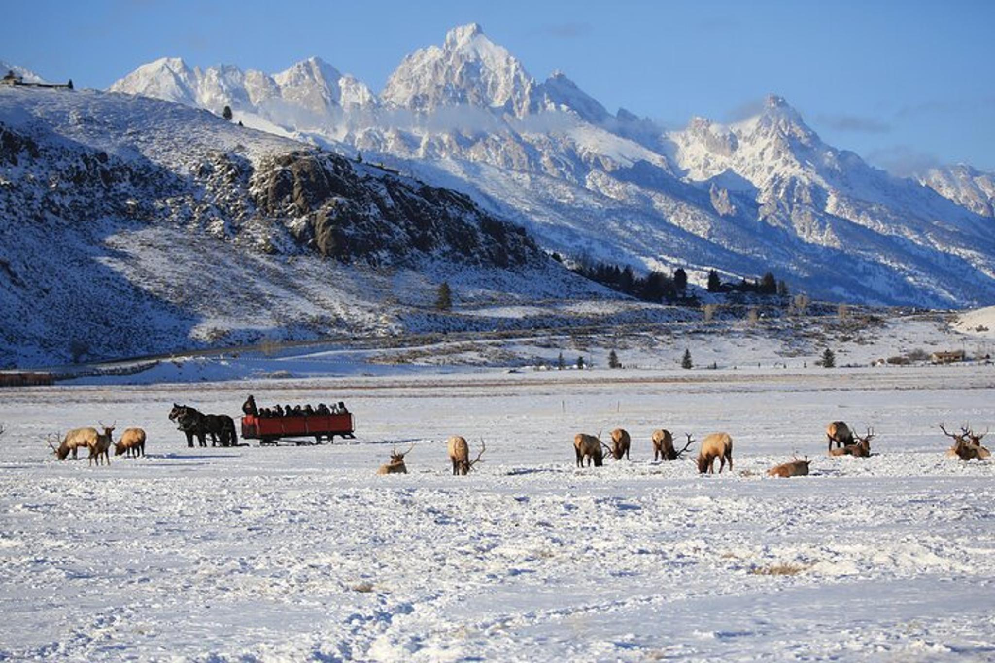 Jackson Hole Wildlife Safari and Sleigh Ride