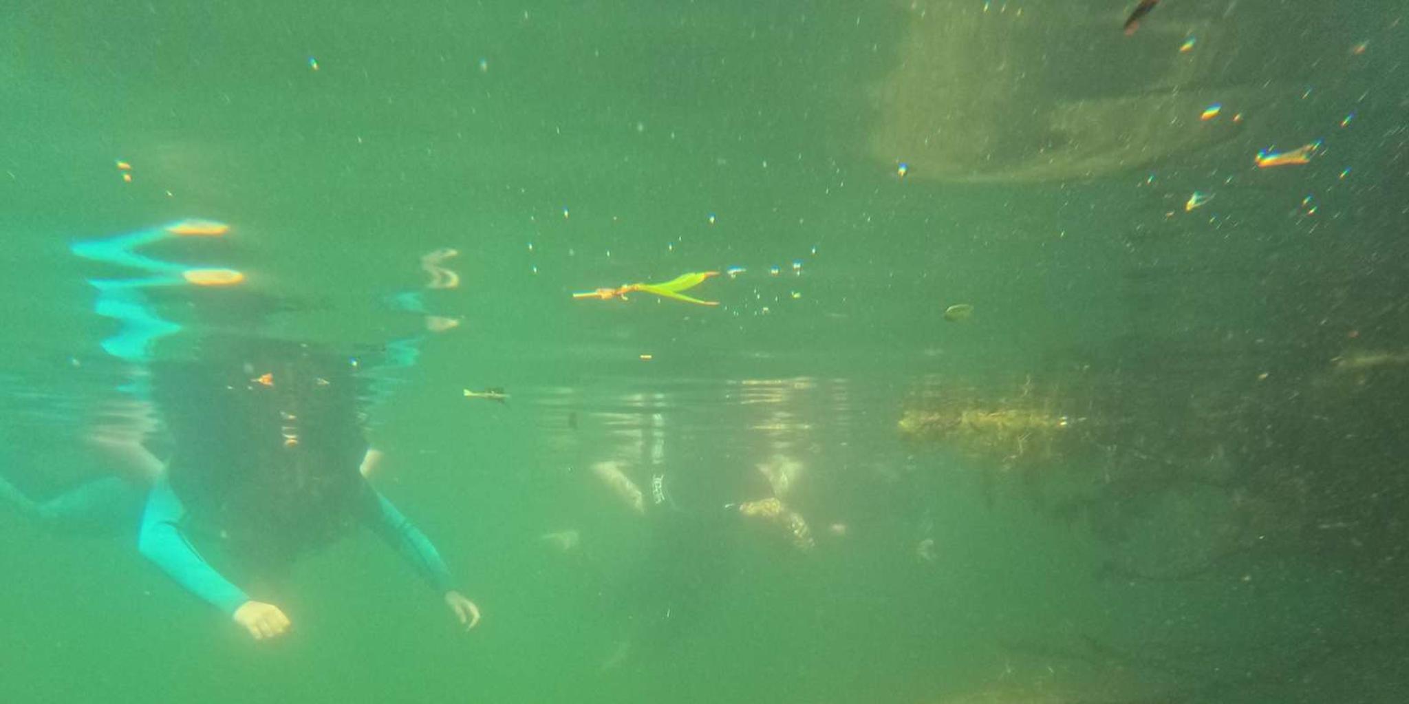 Crystal River Manatee Swim Tour with Free Photos - Image 3