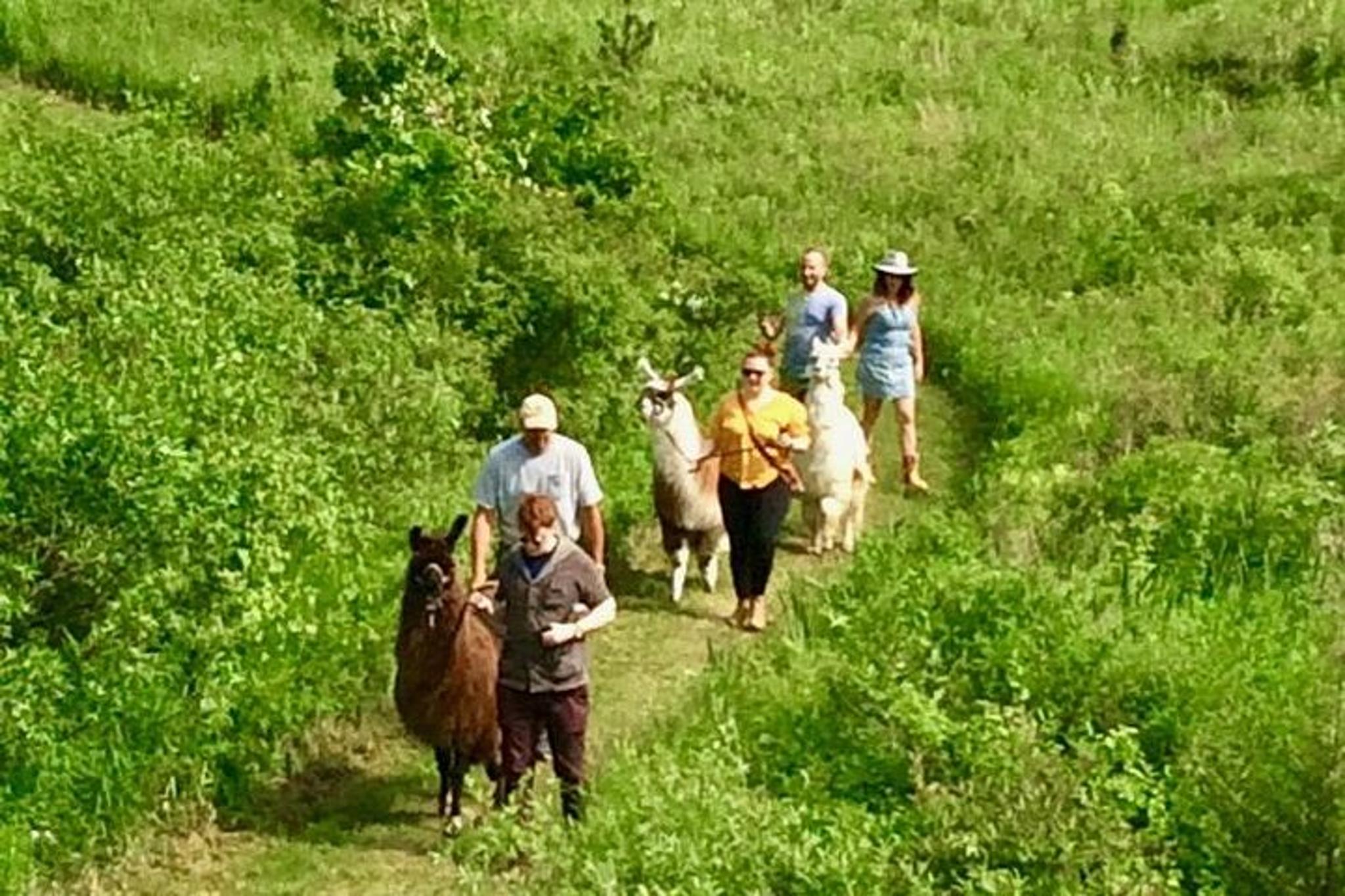 Hudson Valley Llama/Alpaca Hike and Farm Tour 90 min - Image 6
