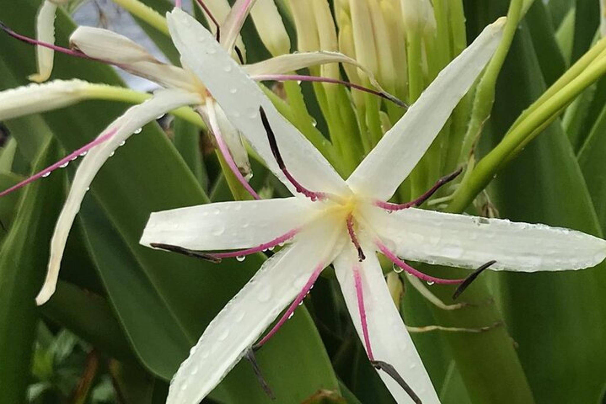 Maui Waterfall Adventure with GoPro Footage - Image 5