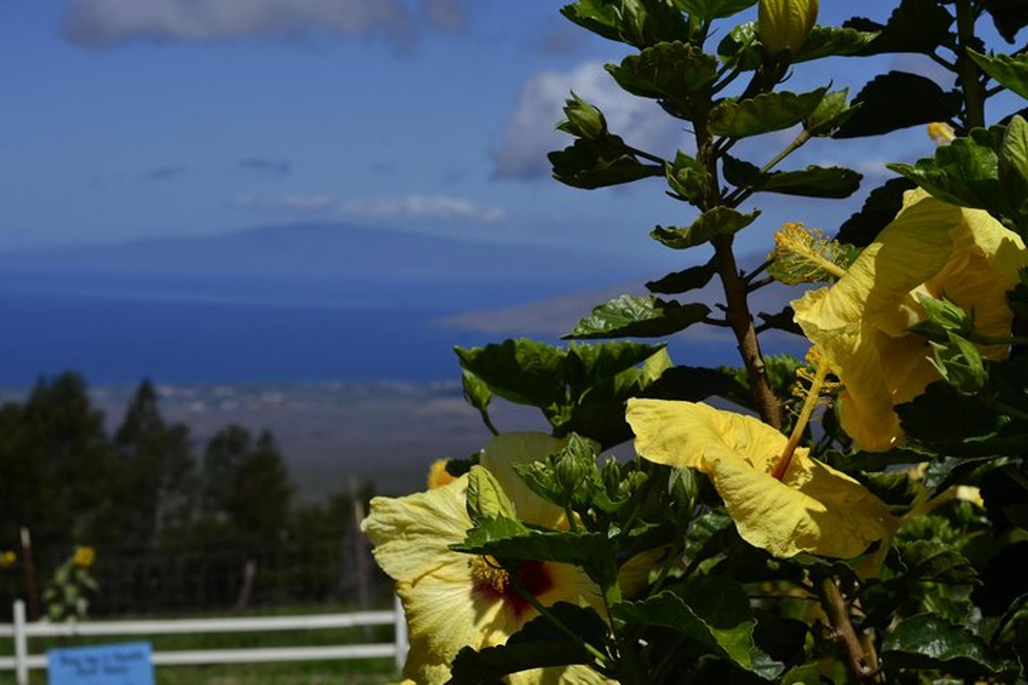 Maui Iao Valley, Distillery, and Lavender Farm Tour - Image 5