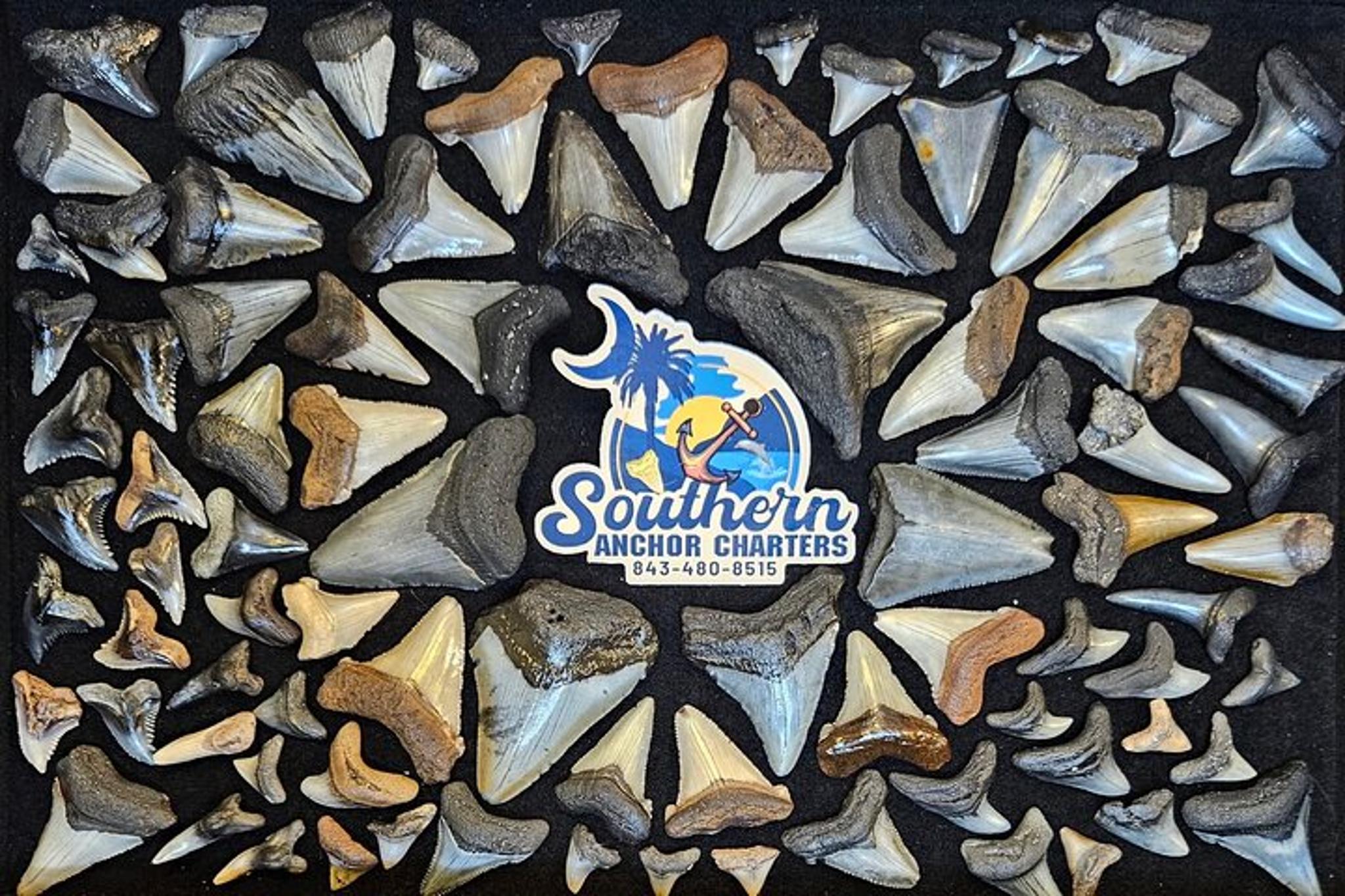 Charleston Shark Tooth and Fossil Island Drop Off - Image 2
