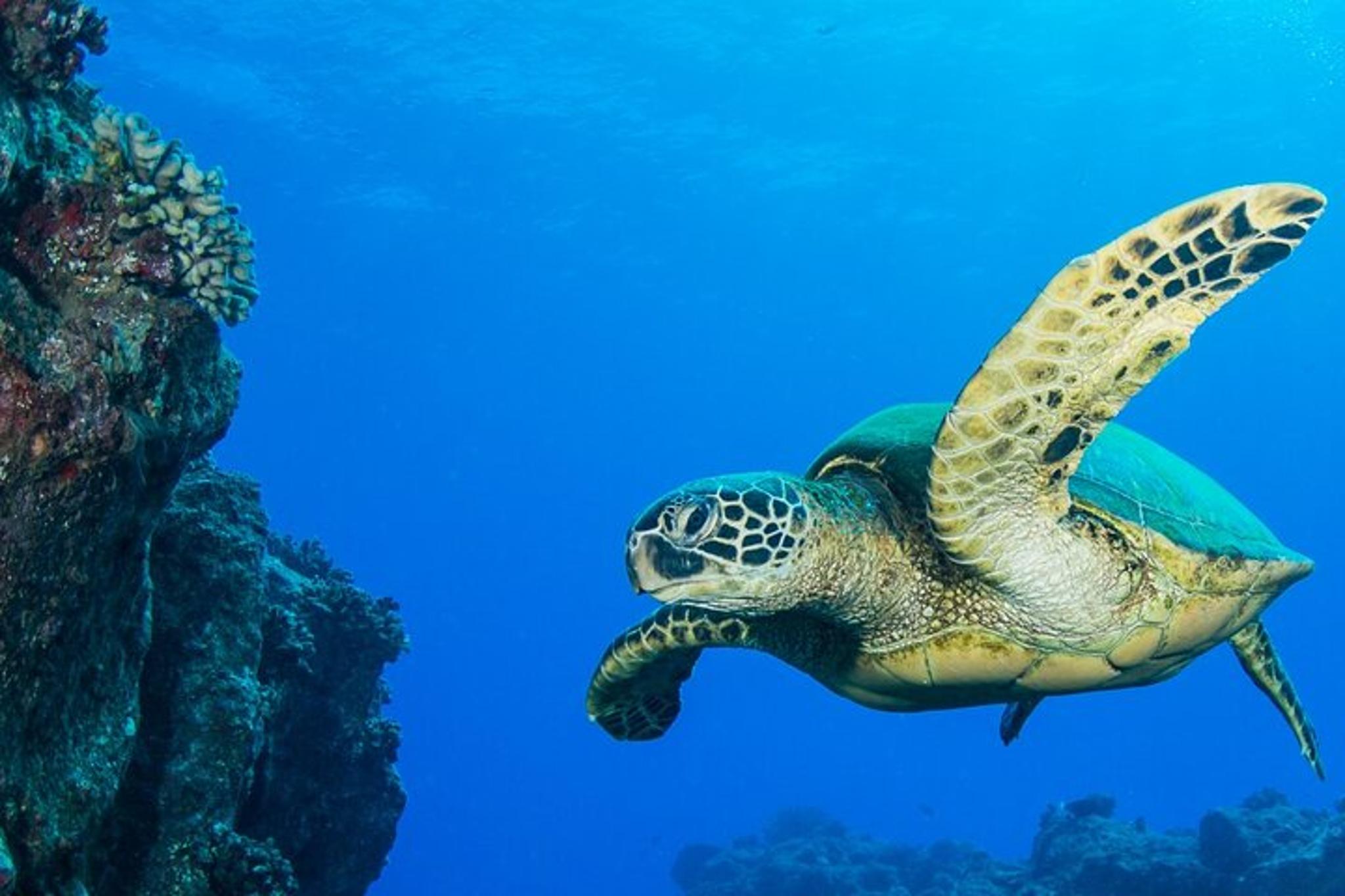 Kaua’i Scuba Diving with Sea Turtles - Image 2
