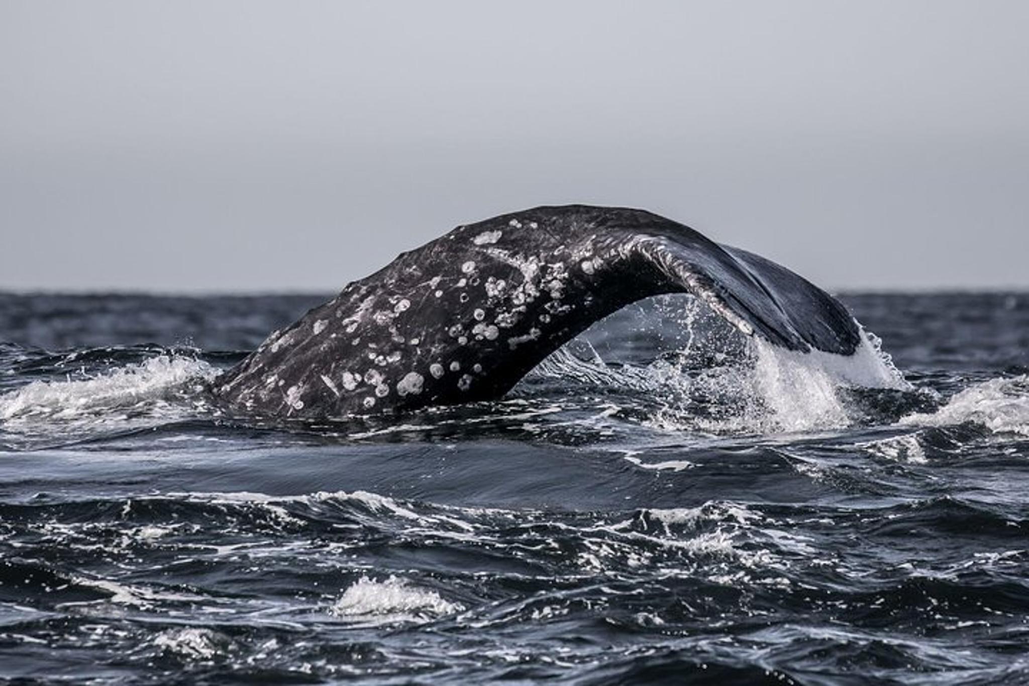 Monterey Whale Watching Tour - Image 2