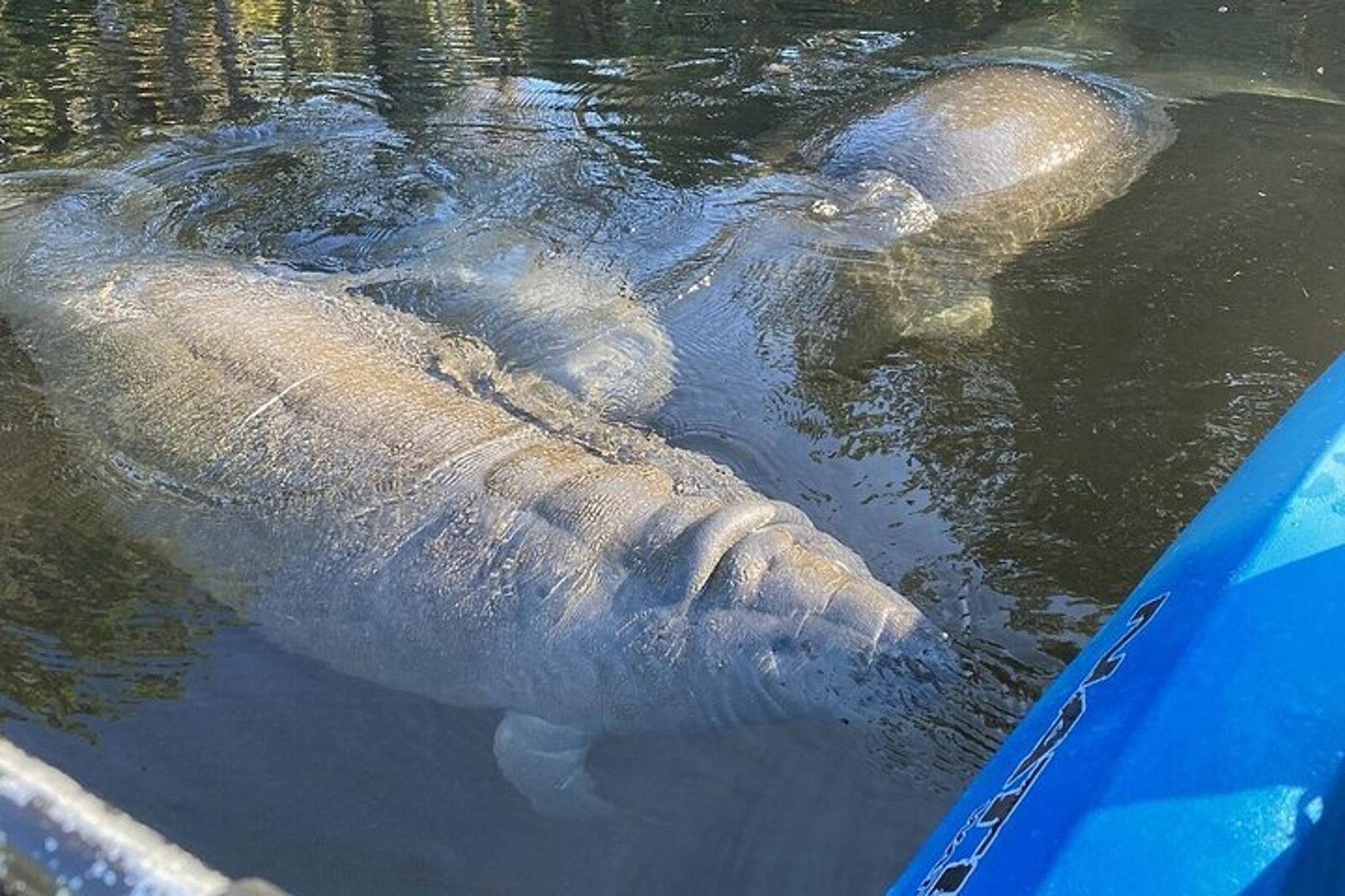 Chassahowitzka River Kayak Tour