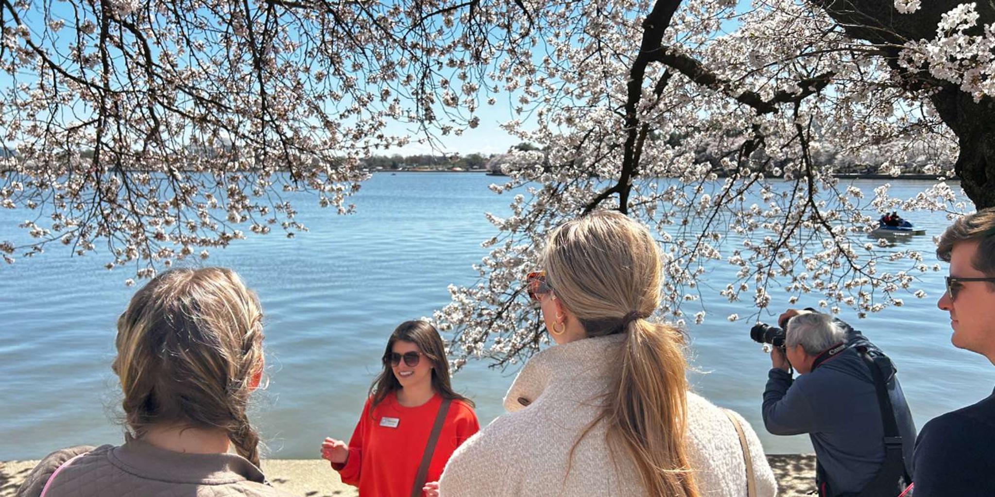 Washington DC Cherry Blossoms Walking Tour - Image 4