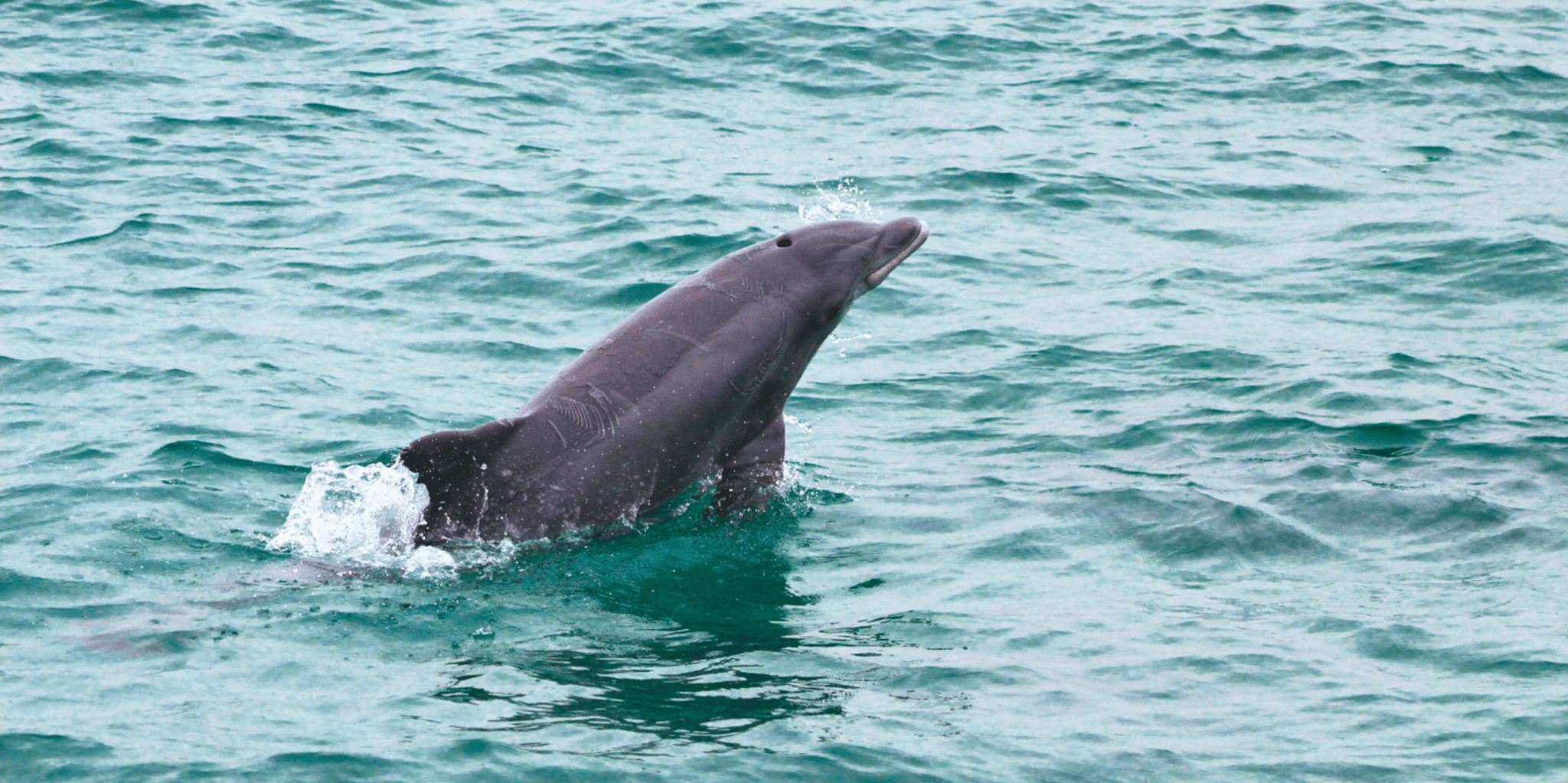 Destin Dolphin Cruise on a Glass-Bottom Boat - Image 5