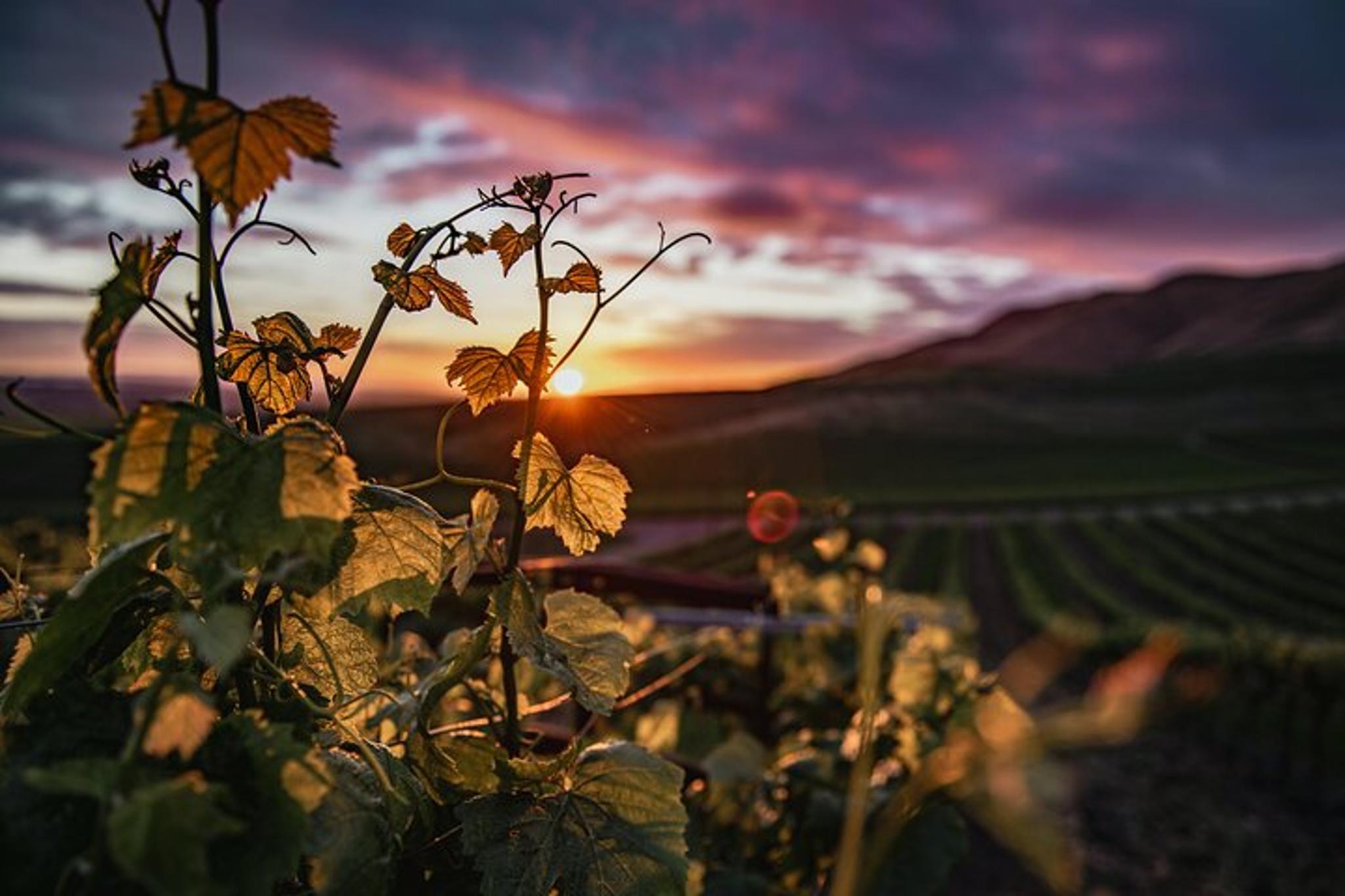 Amador County Wine Tour Self-Guided Audio Experience - Image 2
