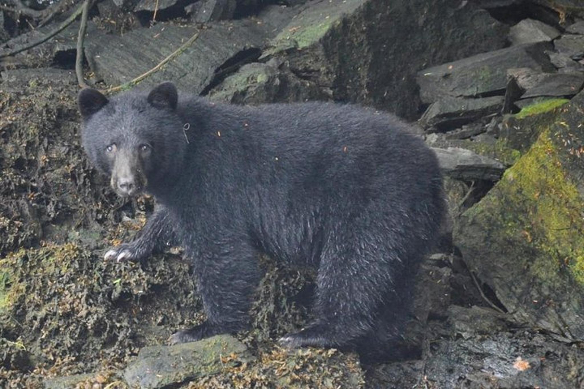 Ketchikan Zodiac Wilderness Adventure - Image 3