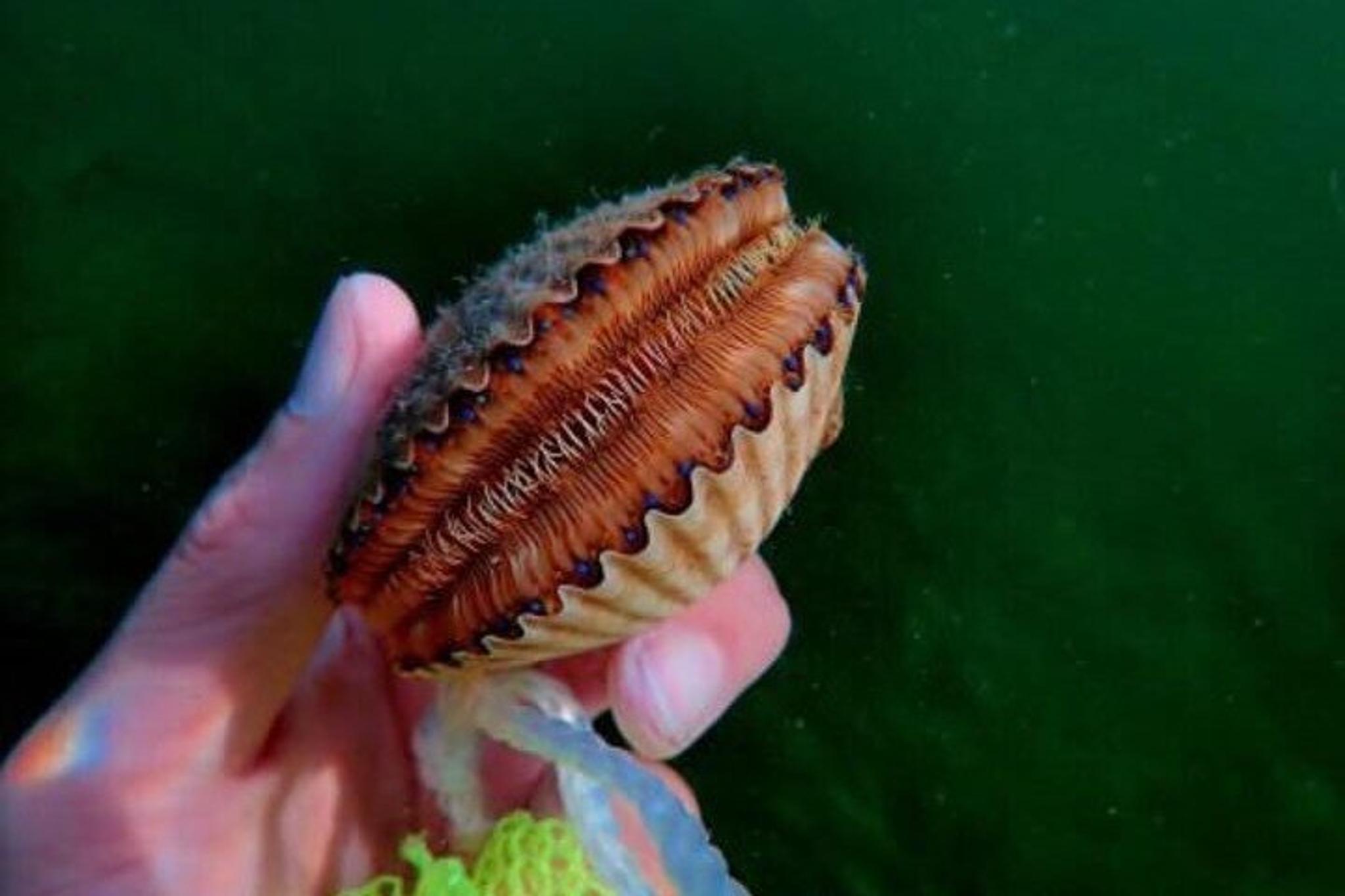 Crystal River Private Scalloping Adventure