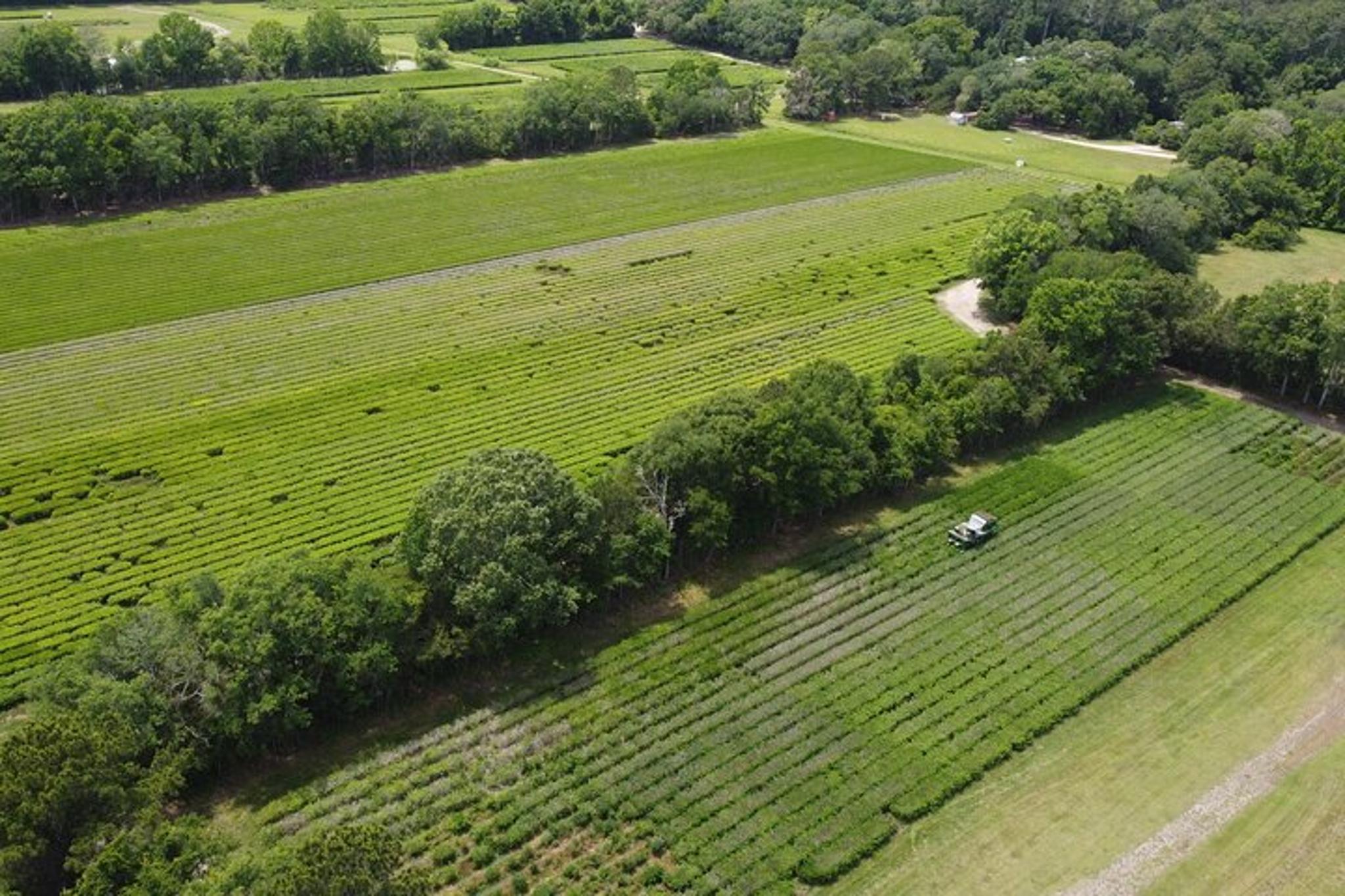 Wadmalaw Island Trolley Tour - Image 3