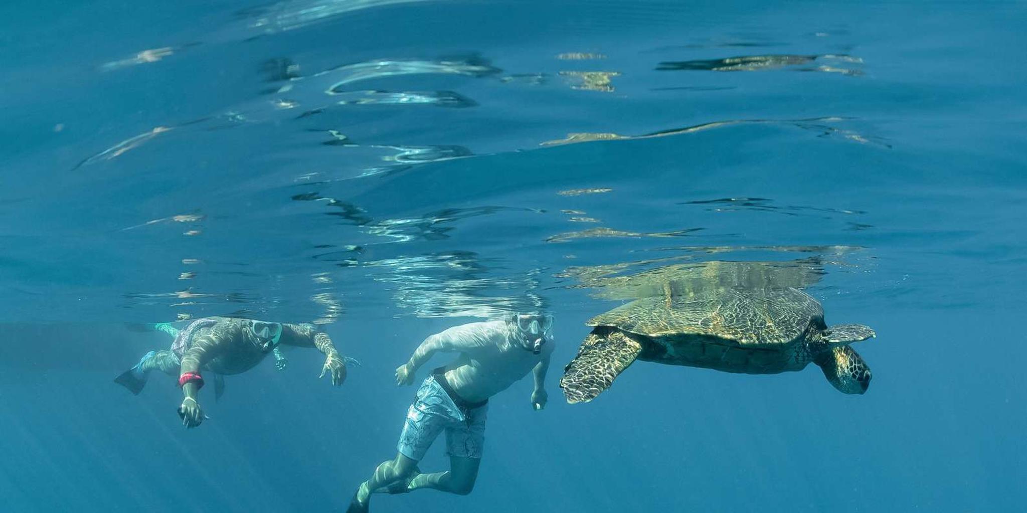 Maui Snorkeling Tour to Turtle Town Aboard Quicksilver