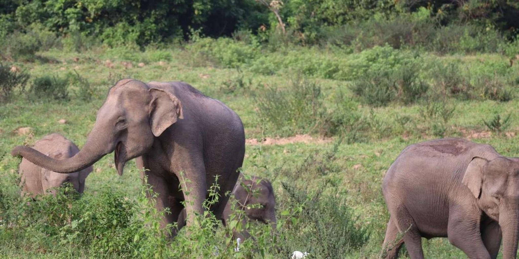 Cincinnati Zoo Admission Ticket - Image 1