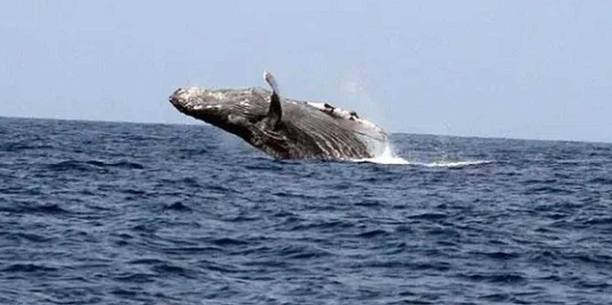 Kona Snorkel and Marine Life Tour - Image 3