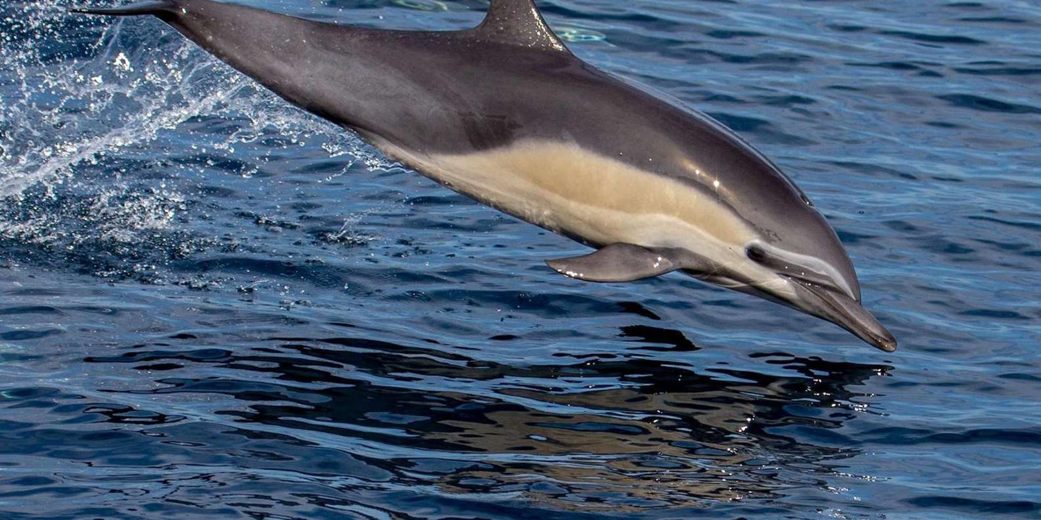 San Diego Dolphin Watch Sunset Cruise - Image 3