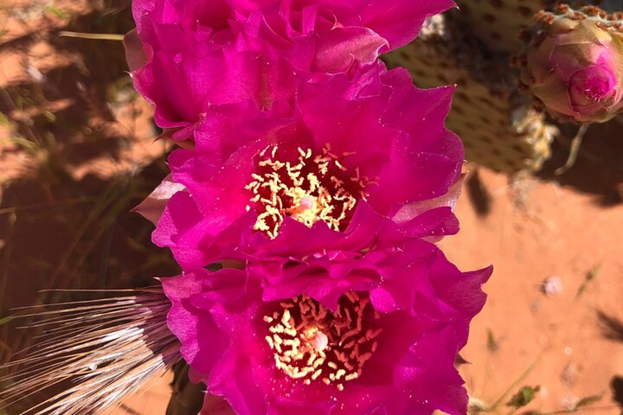 Valley of Fire Hiking and Sightseeing Adventure - Image 5