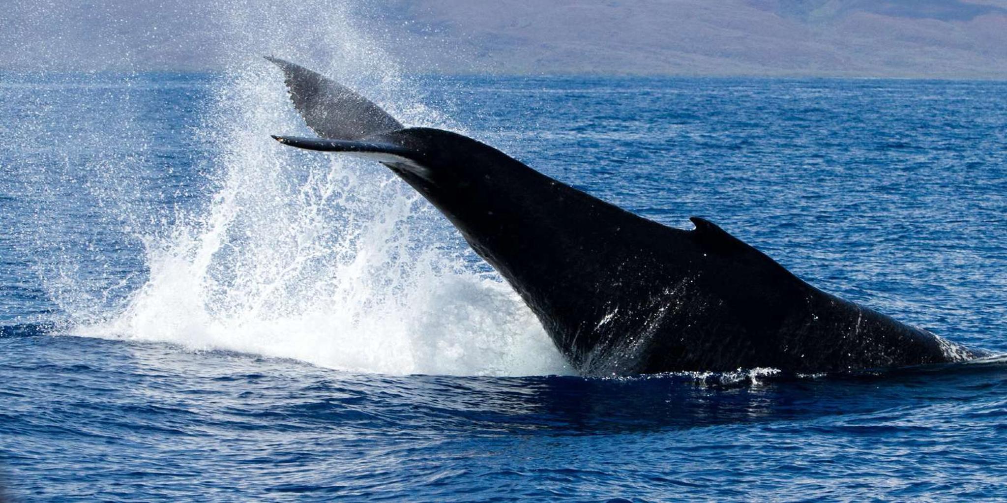 Maui Whale Watching Sail & Lunch - Image 5