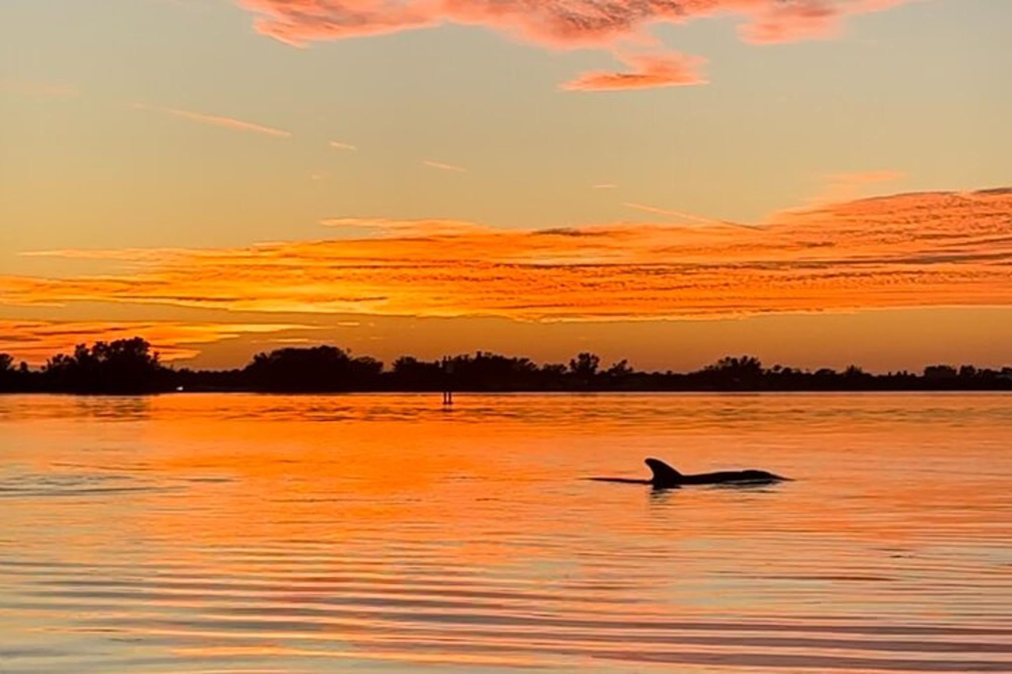 Anna Maria Island Kayaking with Dolphins at Sunset