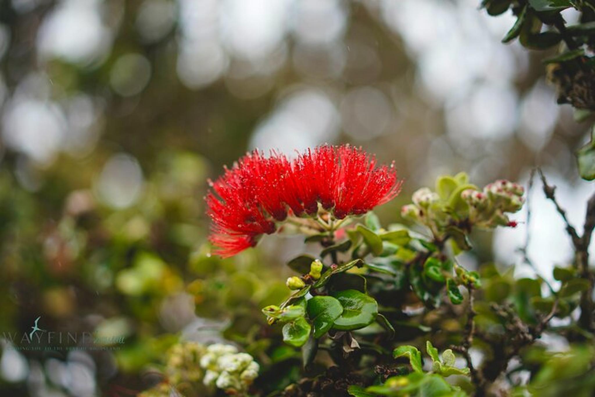 Big Island Volcano, Waterfalls & Coffee Tour - Image 6